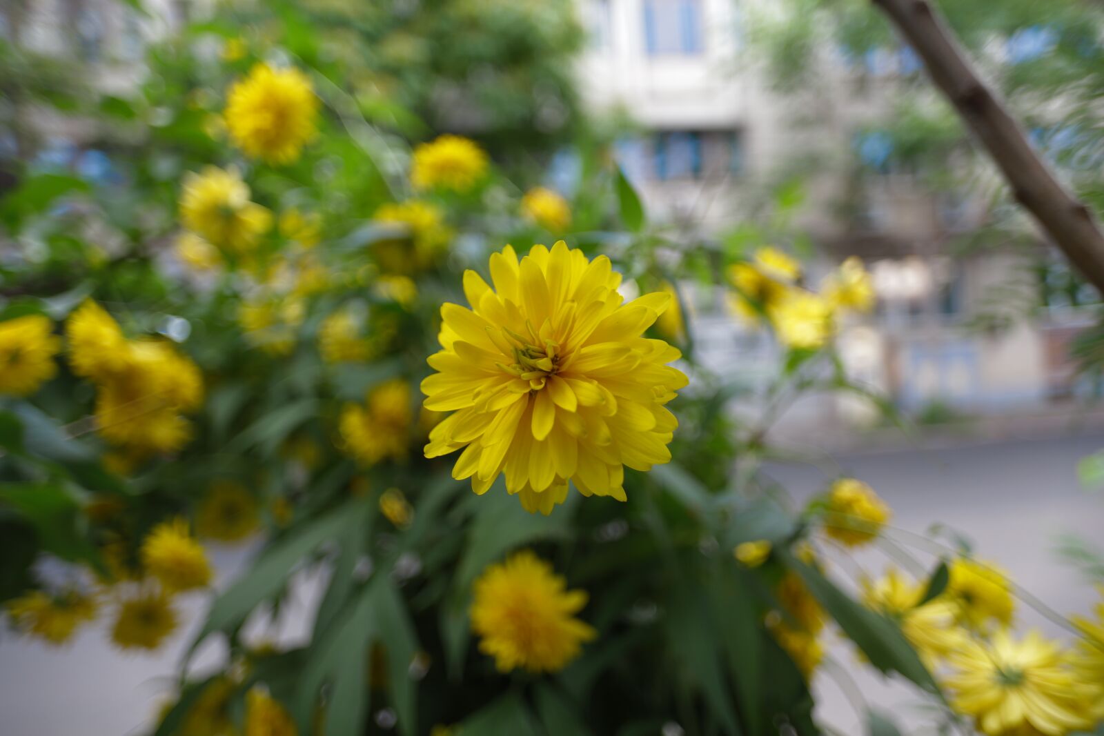Canon EF 20mm F2.8 USM sample photo. Flower, yellow flowers, plants photography