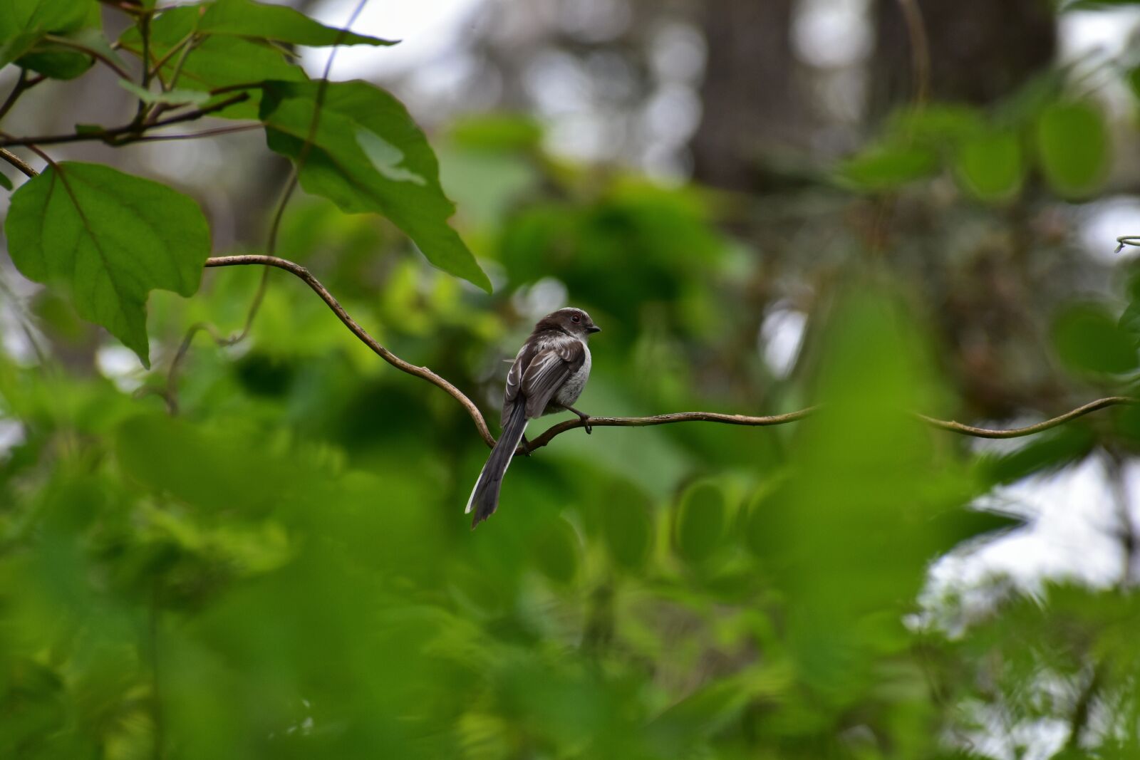 Nikon D7200 sample photo. Animal, forest, wood photography