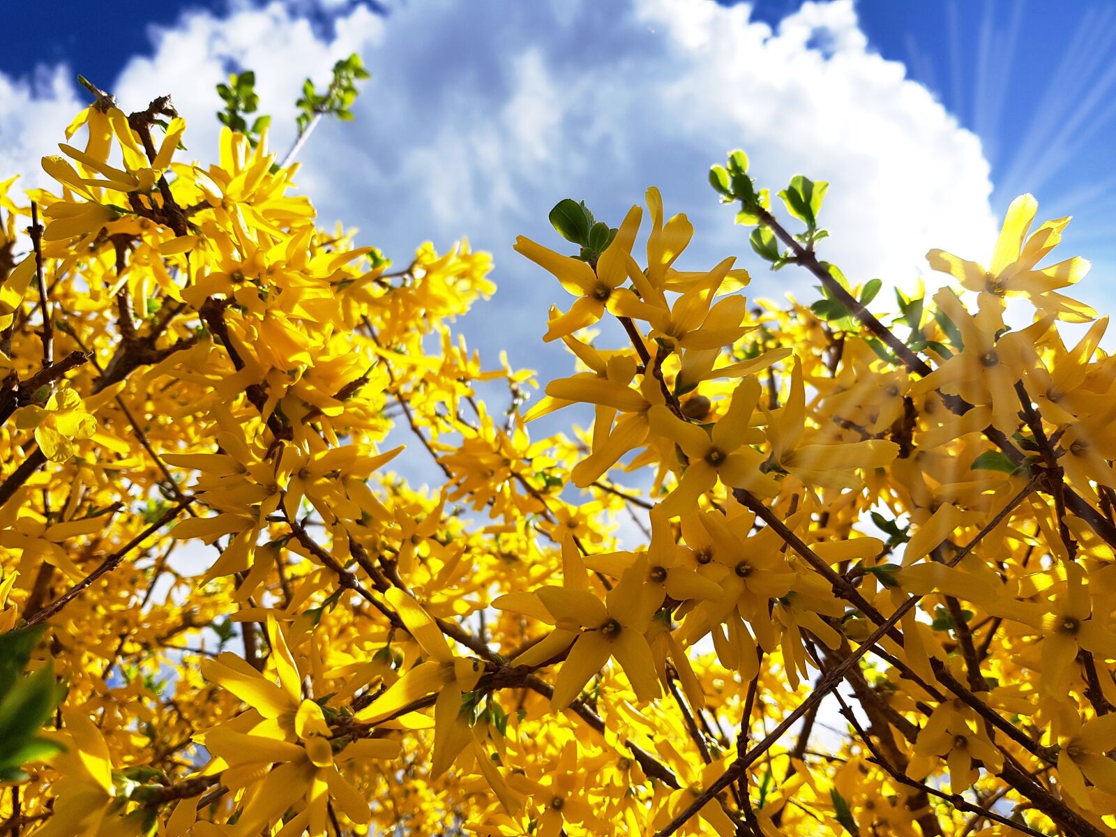 Samsung Galaxy S7 Edge sample photo. Forsythia, bush, garden forsythia photography