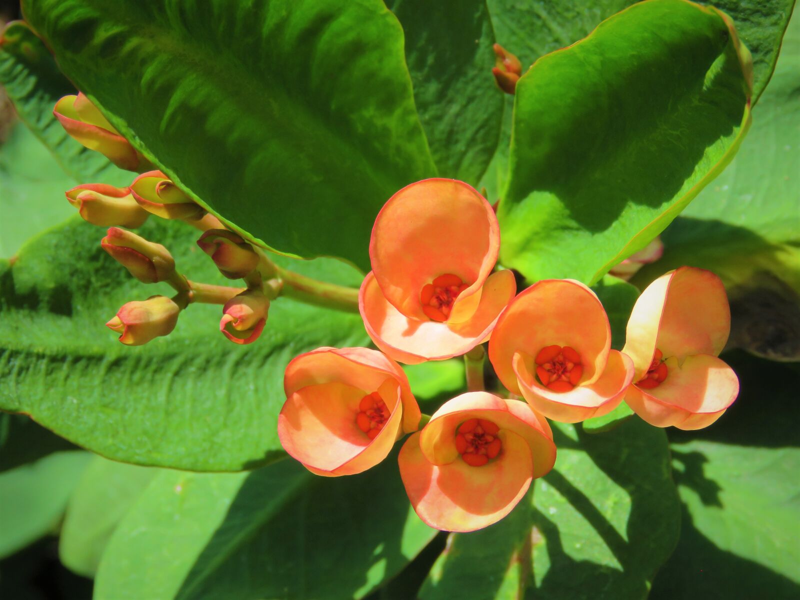Canon PowerShot SX60 HS sample photo. Flowers, orange, blooming photography
