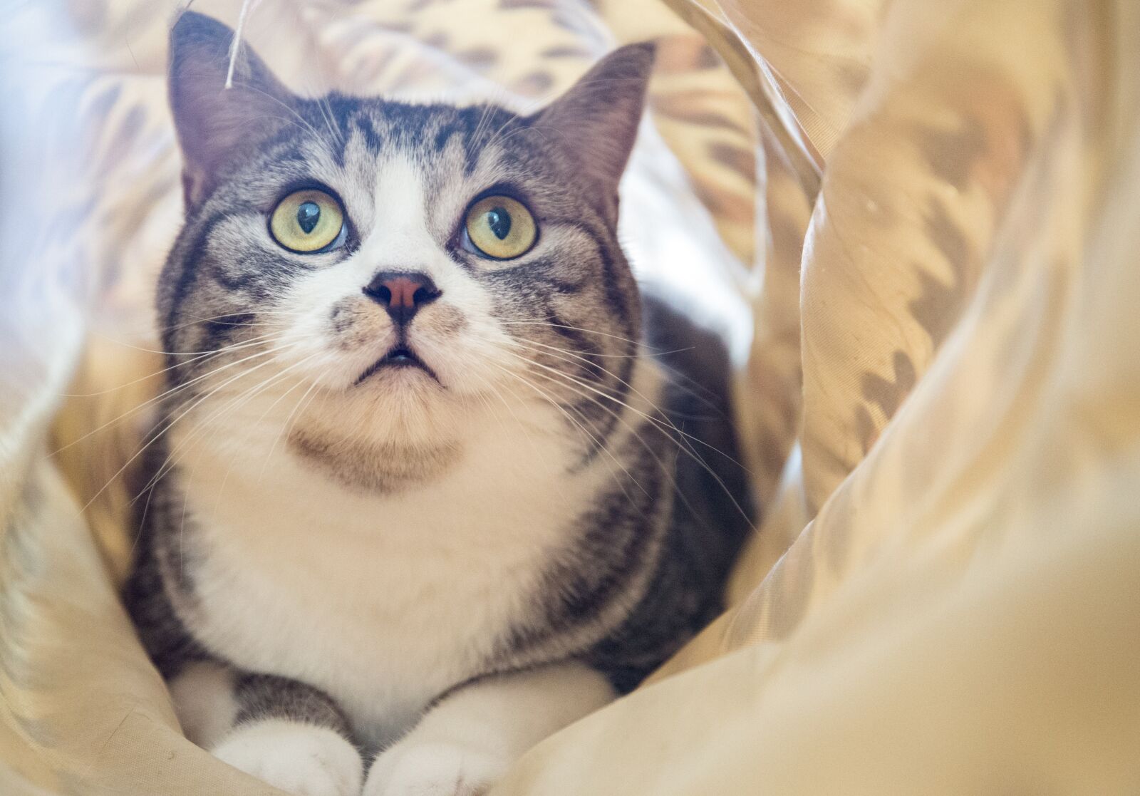 Canon EF 24-70mm F4L IS USM sample photo. Animal, cute, pet photography