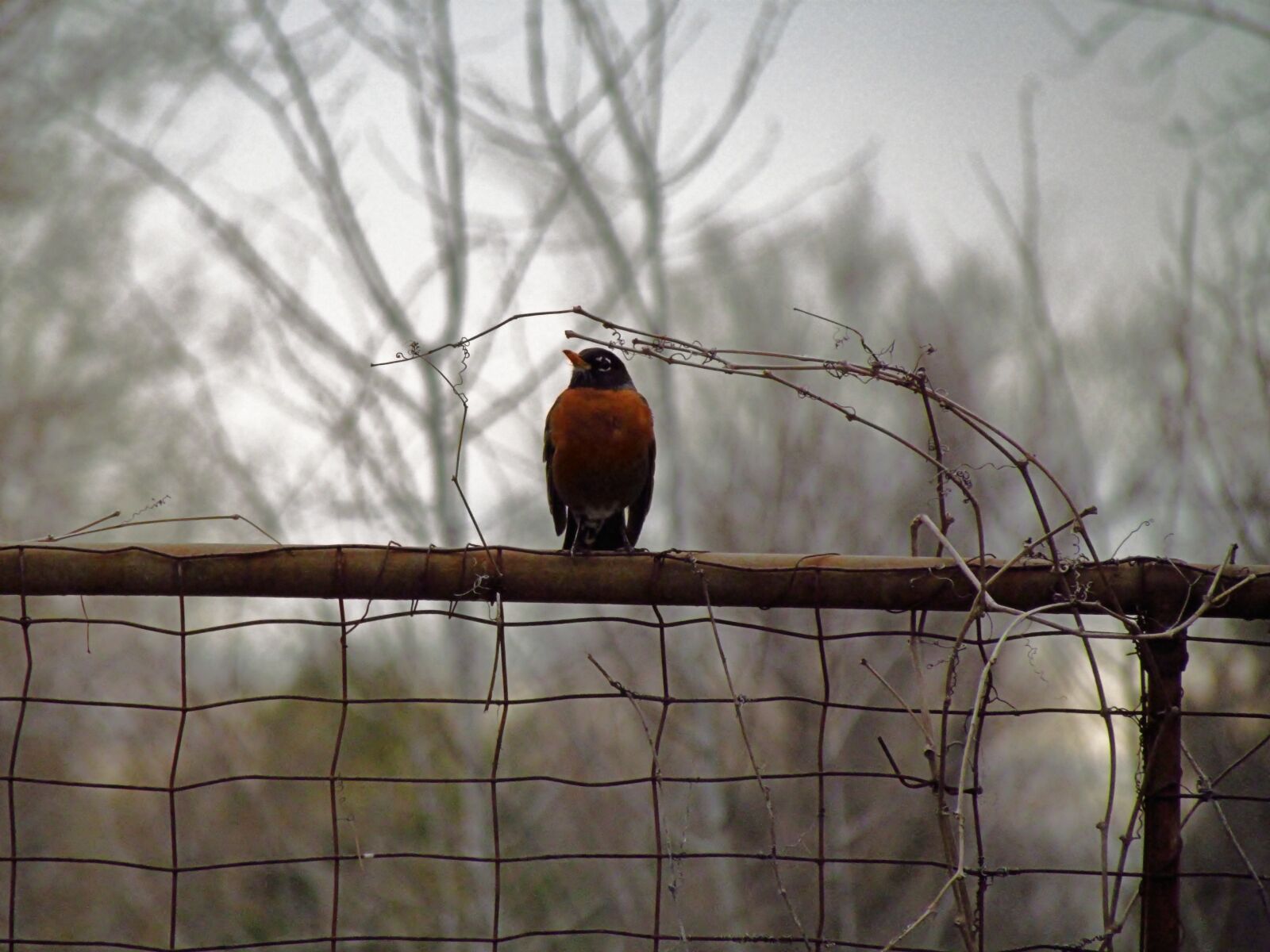Canon PowerShot SX30 IS sample photo. Bird, wildlife, tree photography