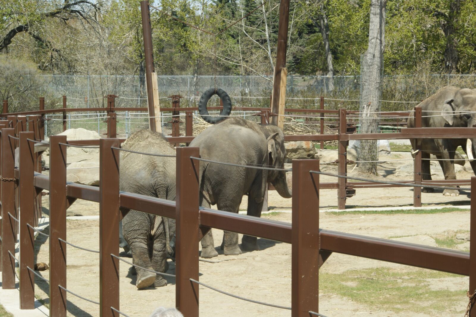 Sony Alpha DSLR-A350 sample photo. Zoo, elephant, animal photography