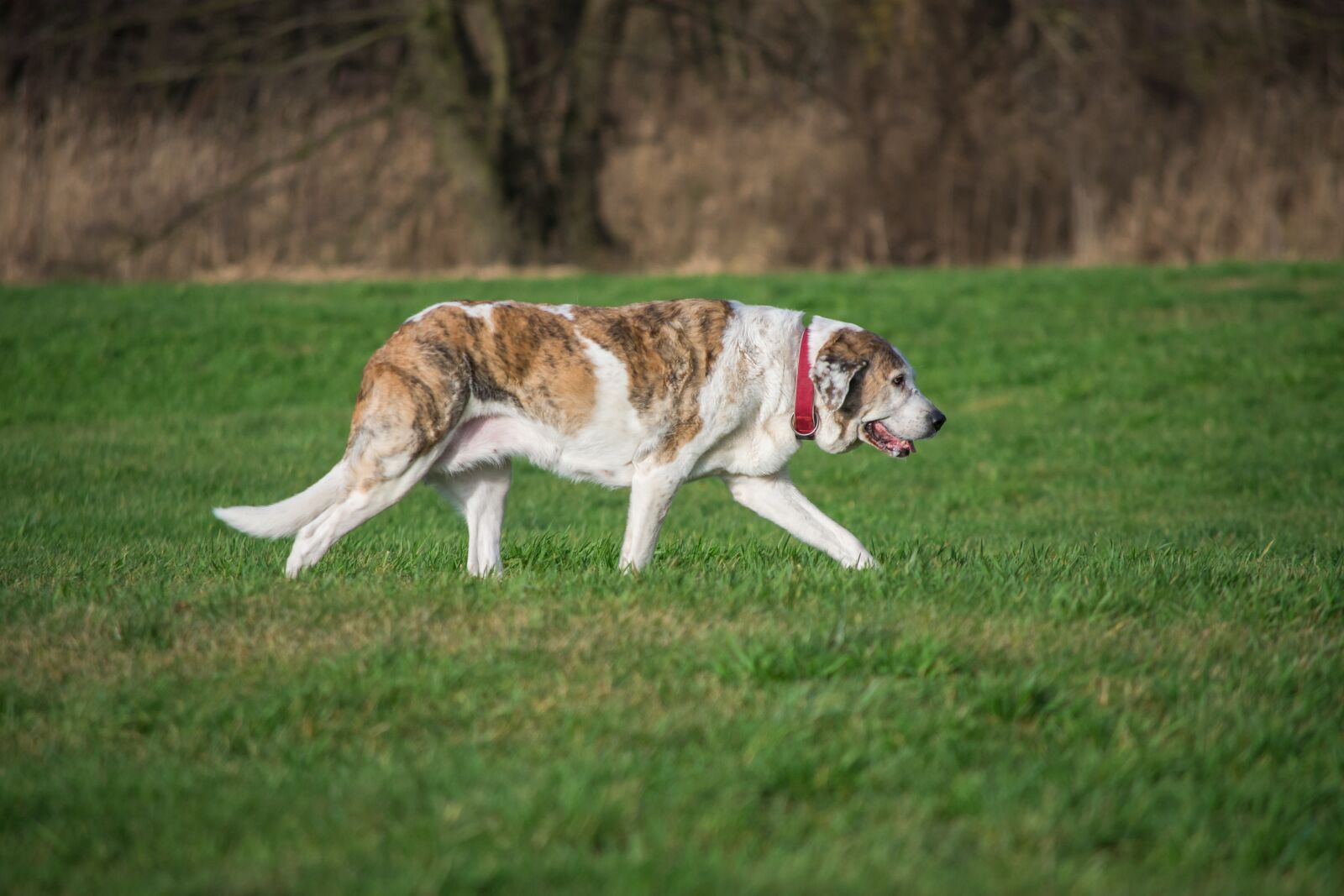 Nikon D7200 sample photo. Grass, animal, dog photography