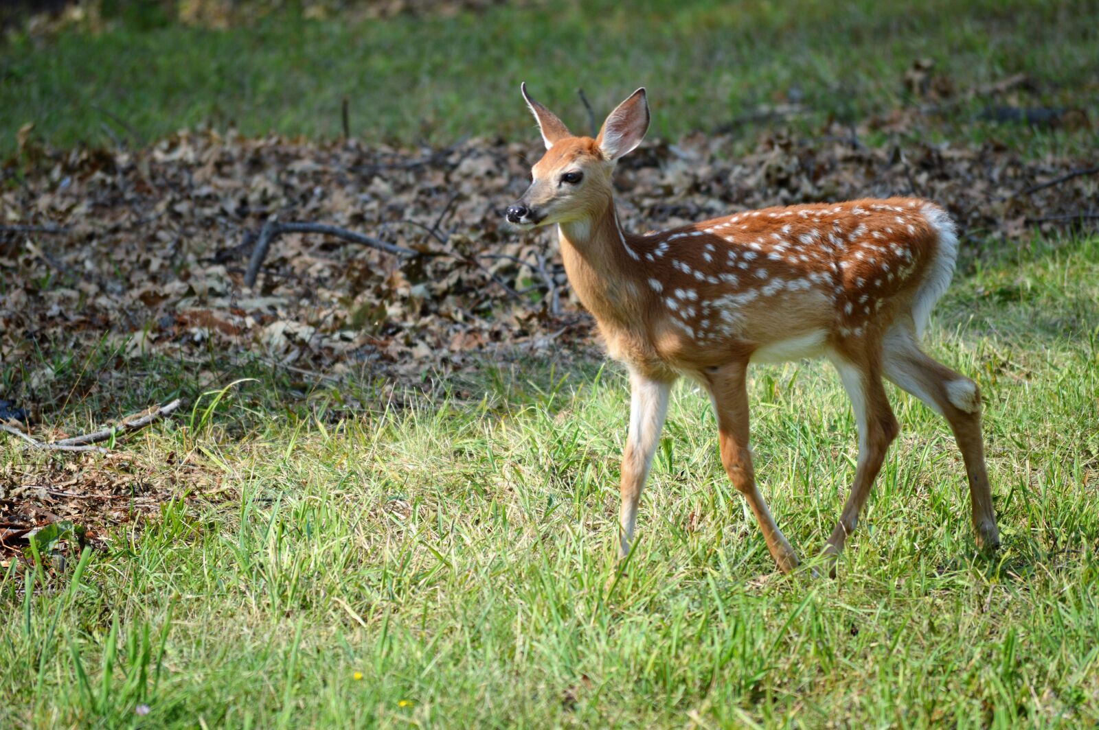 Nikon D3200 sample photo. Grass, deer, wildlife photography