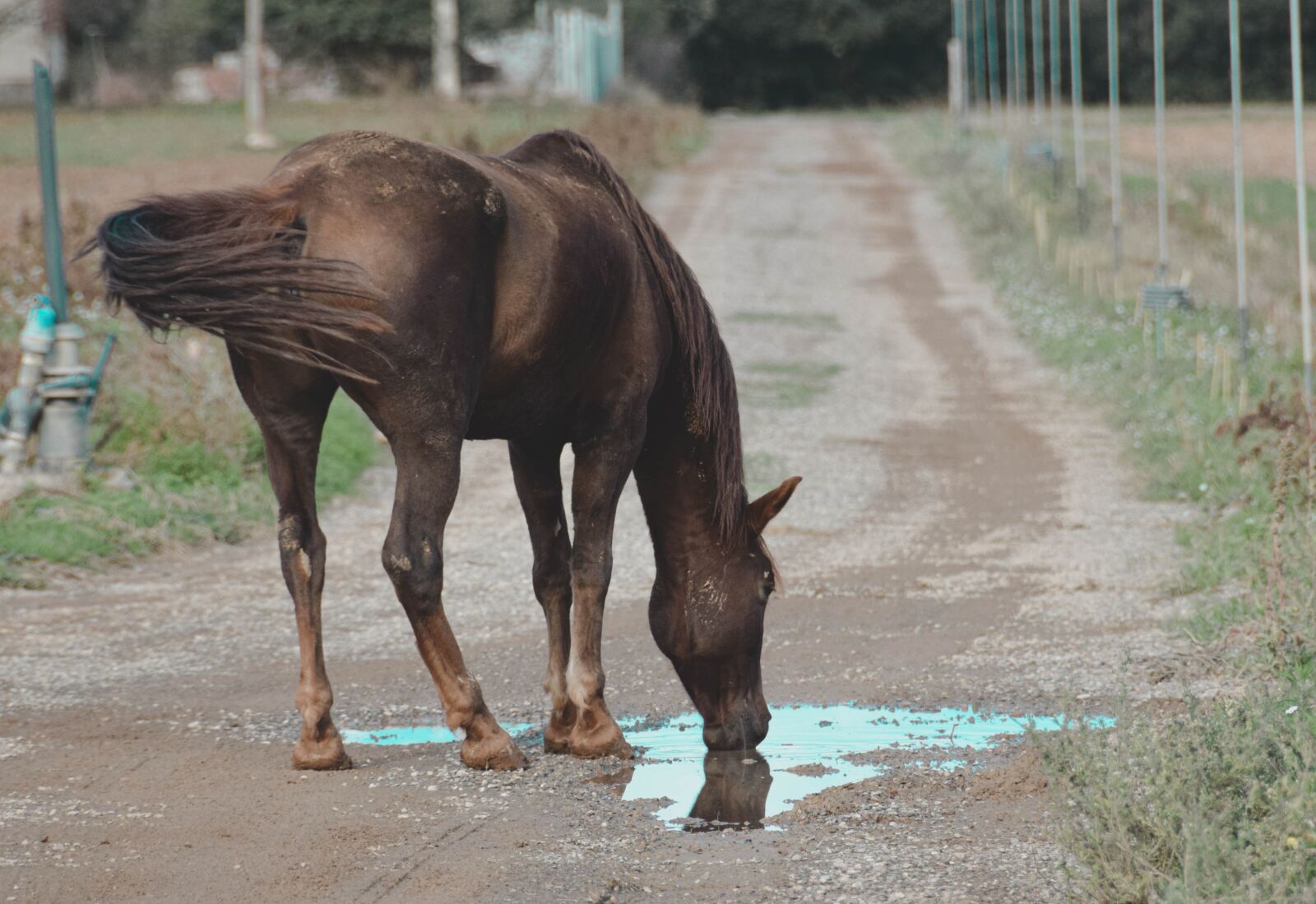 Nikon D5300 sample photo. Horse, horse riding, natural photography