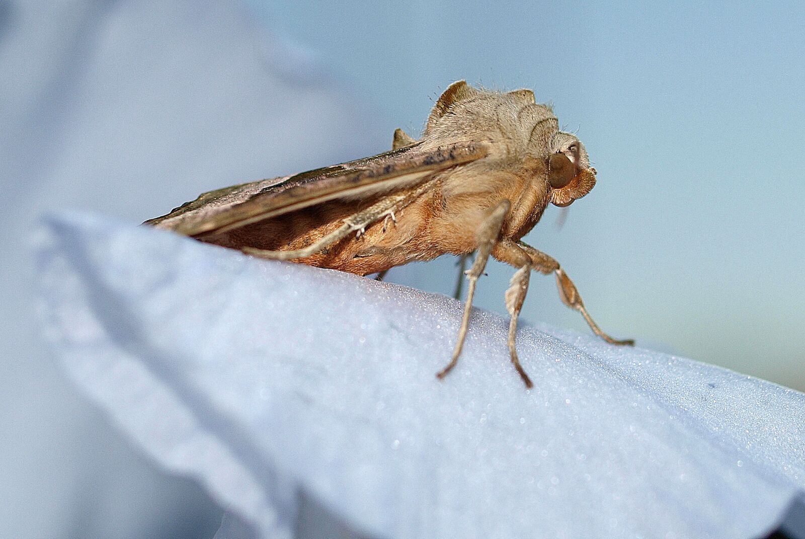 Olympus E-520 (EVOLT E-520) sample photo. Moth, insect, nature photography