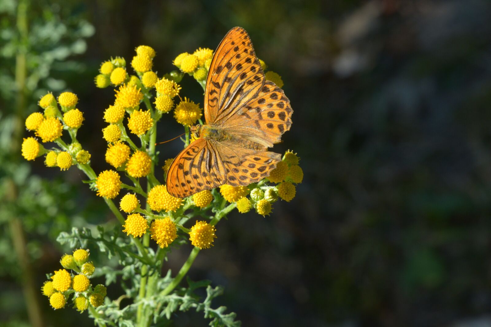 Nikon D5200 sample photo. Butterfly, orange, nature photography