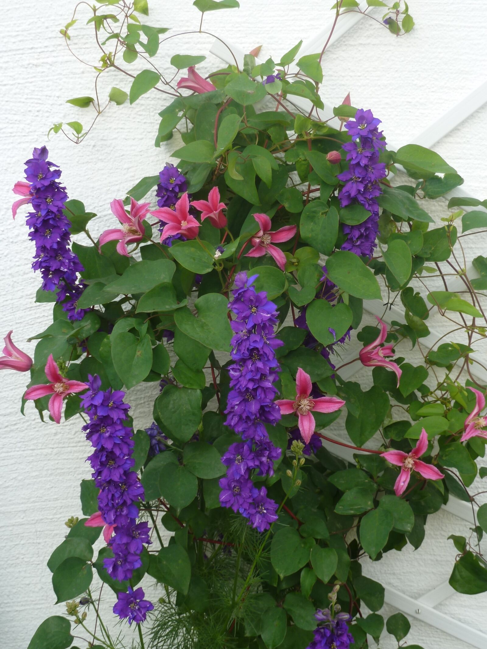 Panasonic Lumix DMC-ZS5 (Lumix DMC-TZ8) sample photo. Clematis, larkspur, flowers photography