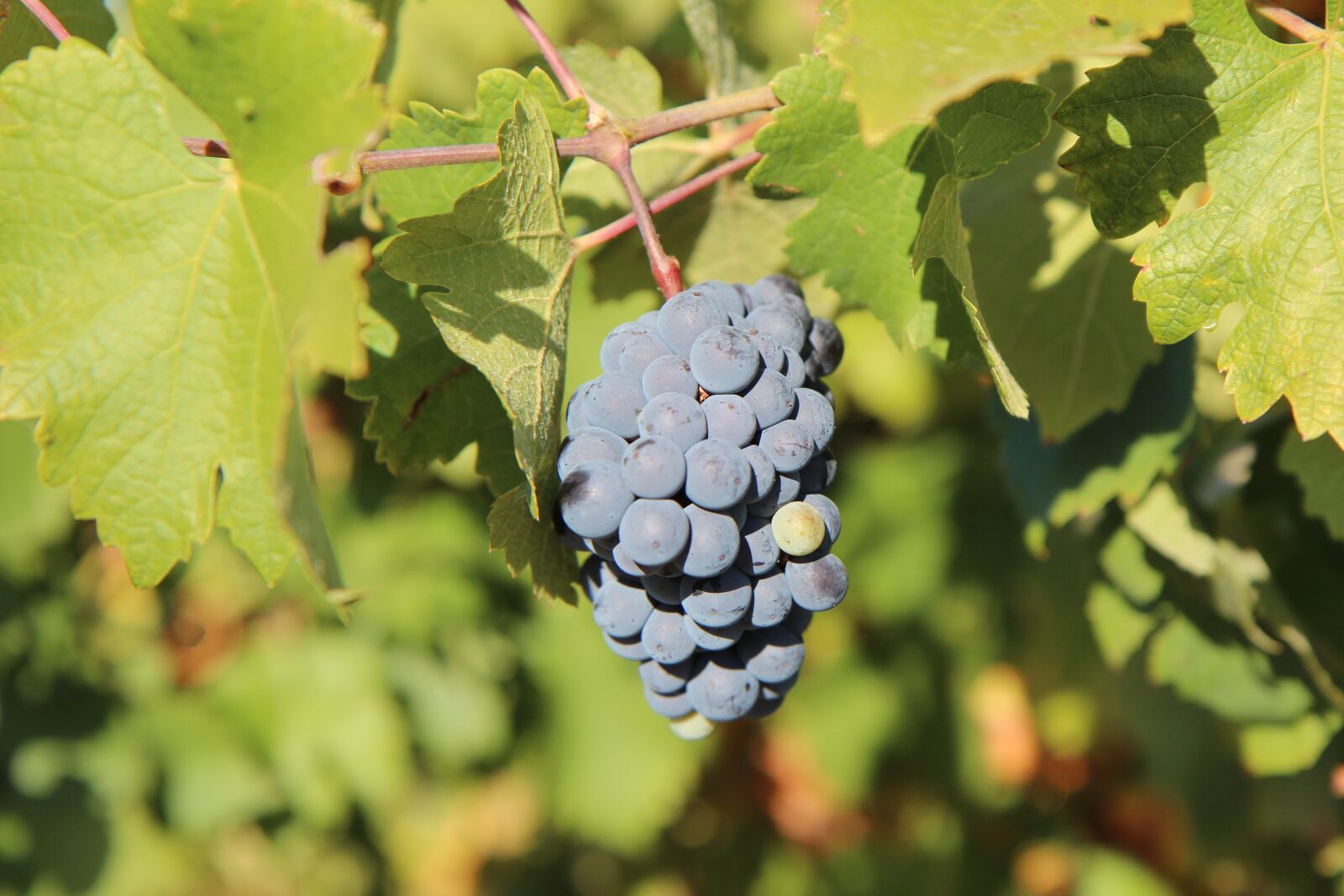 Canon EOS 600D (Rebel EOS T3i / EOS Kiss X5) sample photo. Grape, merlot wine, cluster photography