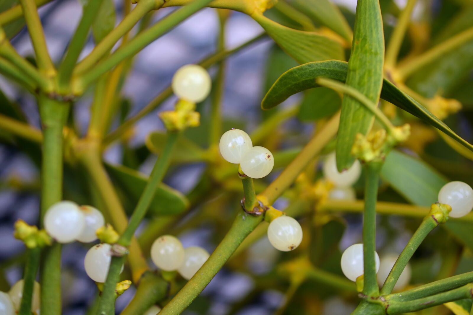 Canon EOS 200D (EOS Rebel SL2 / EOS Kiss X9) sample photo. Mistletoe, santalaceae, christmas consumption photography