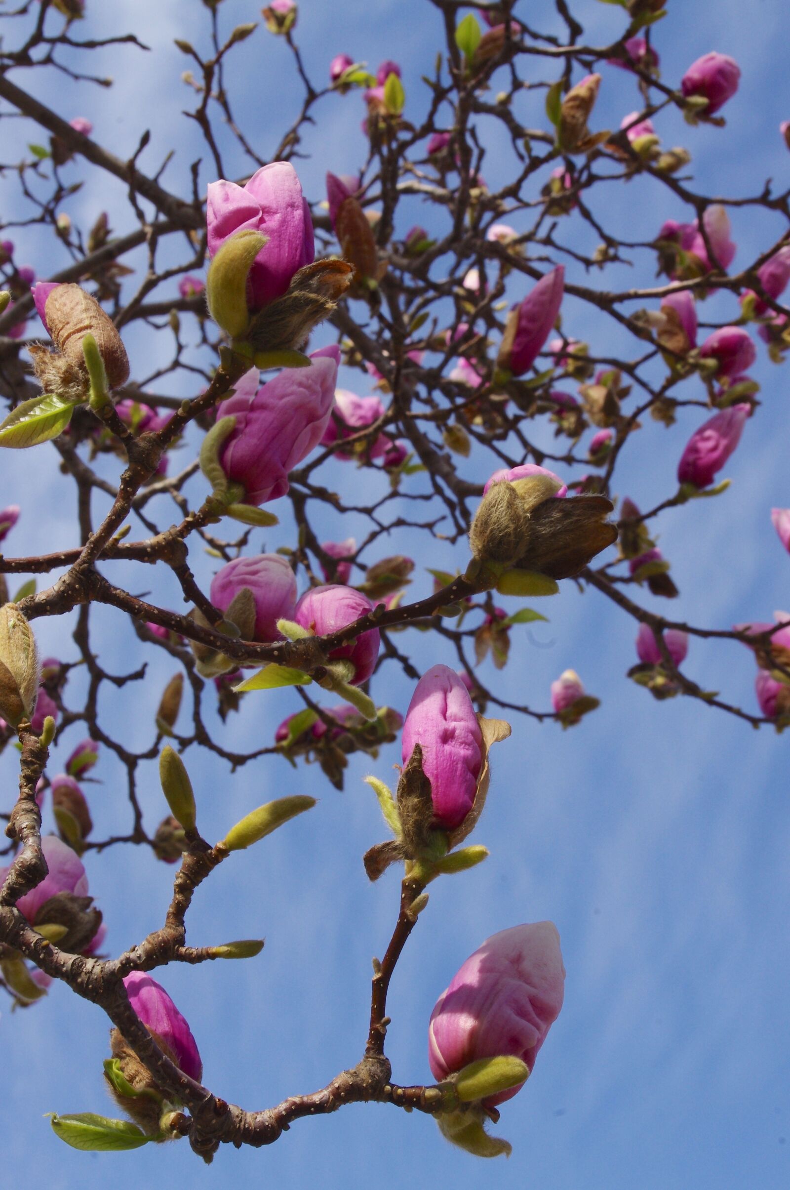 Pentax K-r sample photo. Magnolia, buds, nature photography
