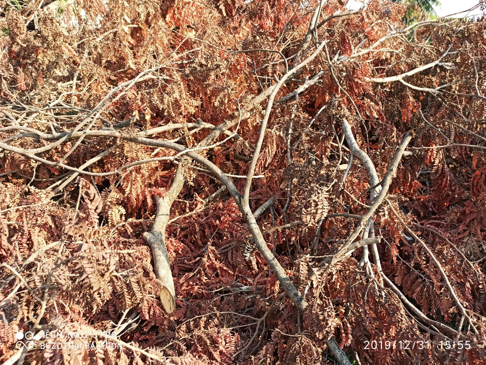 Xiaomi Redmi Note 8 Pro sample photo. Tree, green, trees photography
