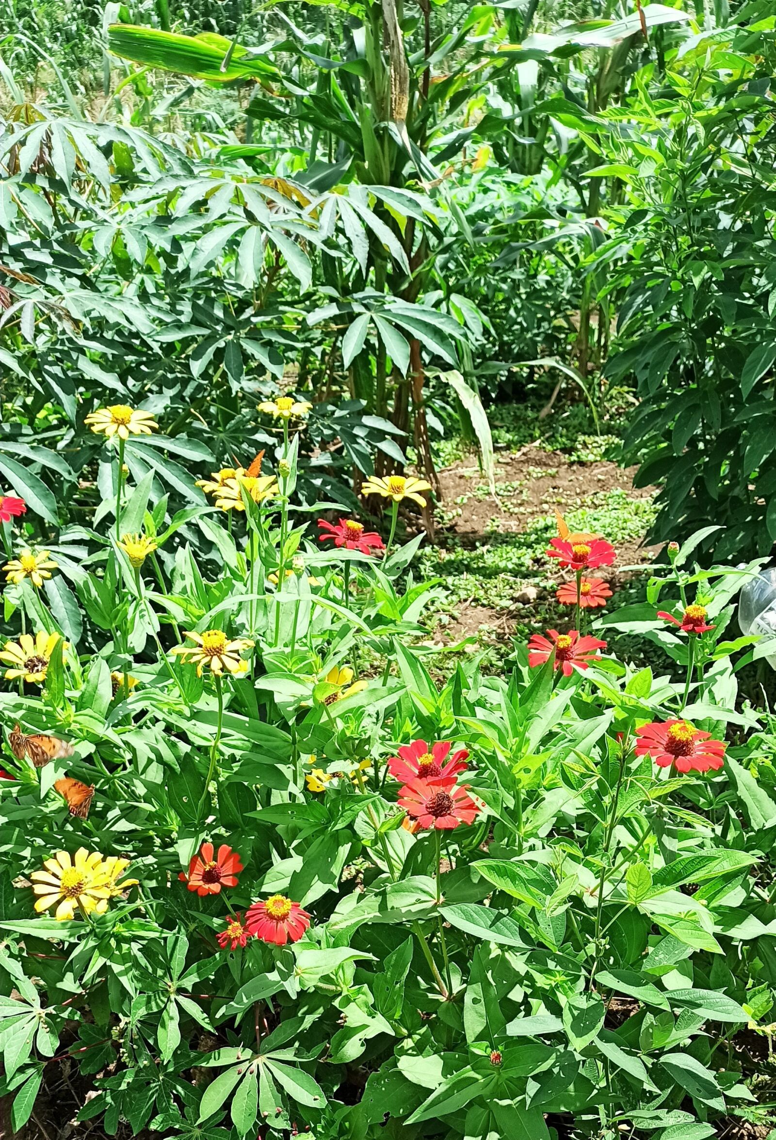 Xiaomi Redmi Note 8 Pro sample photo. Flowers, beautiful, butterfly photography