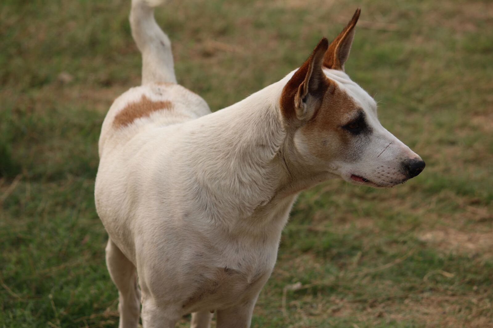 Canon EOS 1200D (EOS Rebel T5 / EOS Kiss X70 / EOS Hi) sample photo. Dog, canine, stare photography