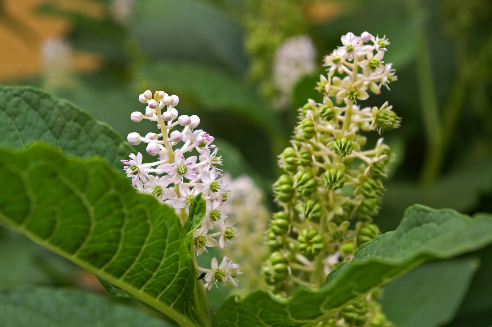 Pentax *ist DL2 sample photo. Pokeweed, berries, garden photography