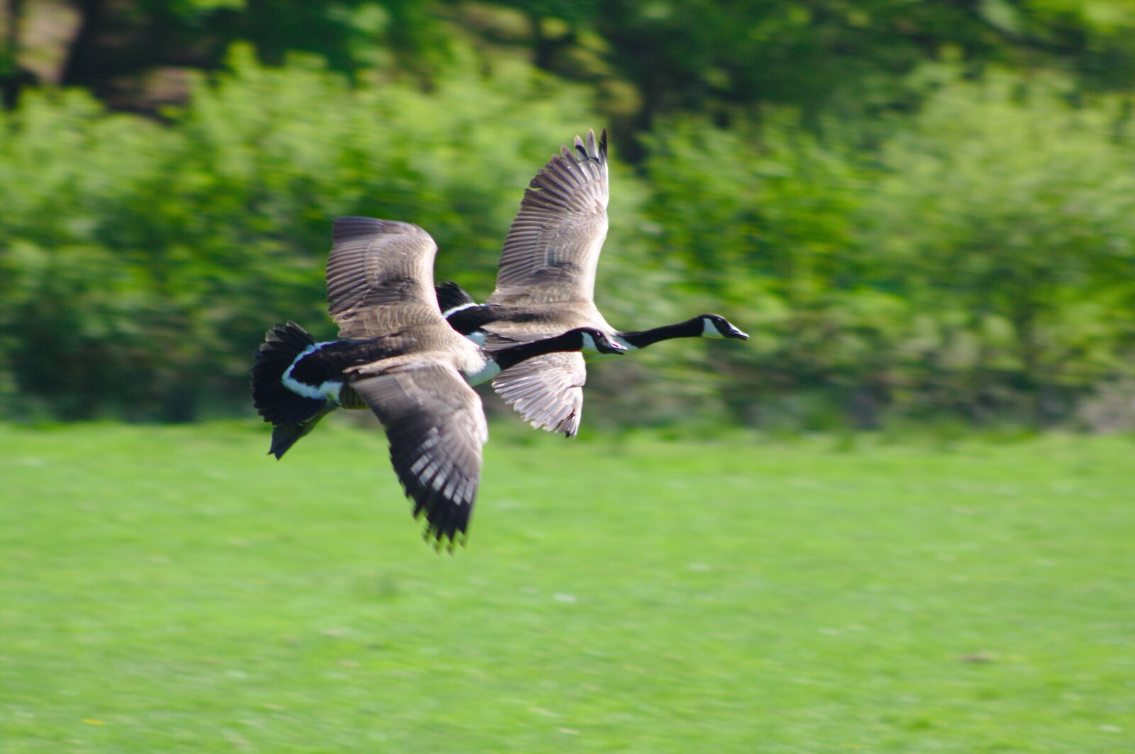 Canon EOS 50D sample photo. Canada goose, branta, canadensis photography