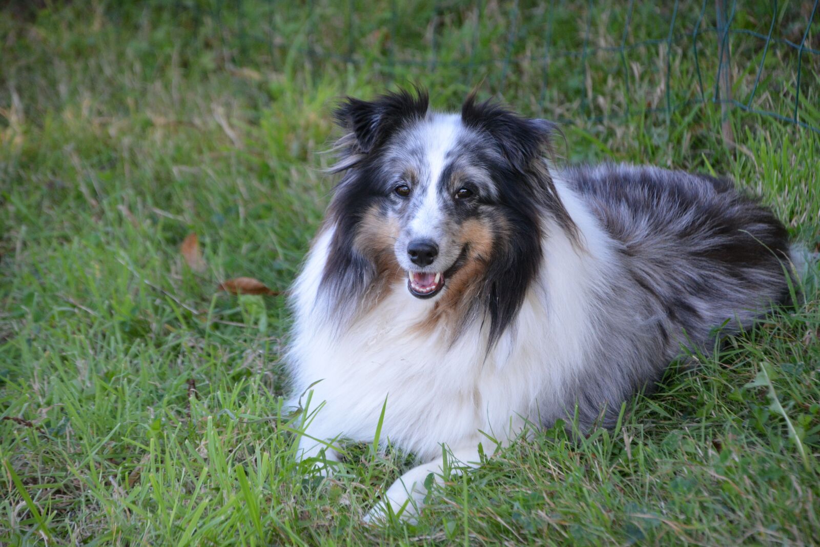 Nikon D5200 sample photo. Dog, bitch, bitch mirage photography