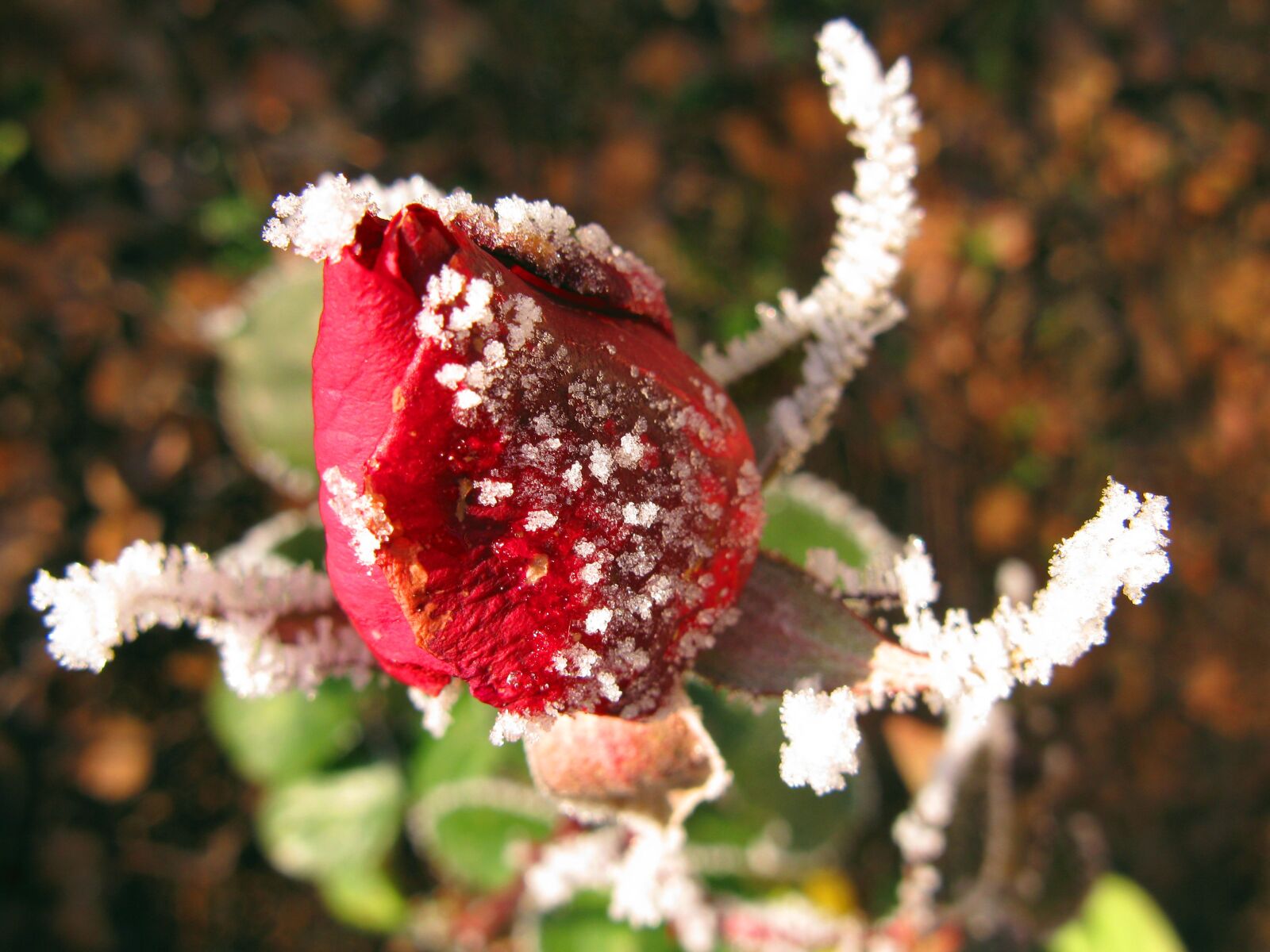 Canon POWERSHOT G9 sample photo. Rose, winter, ice photography