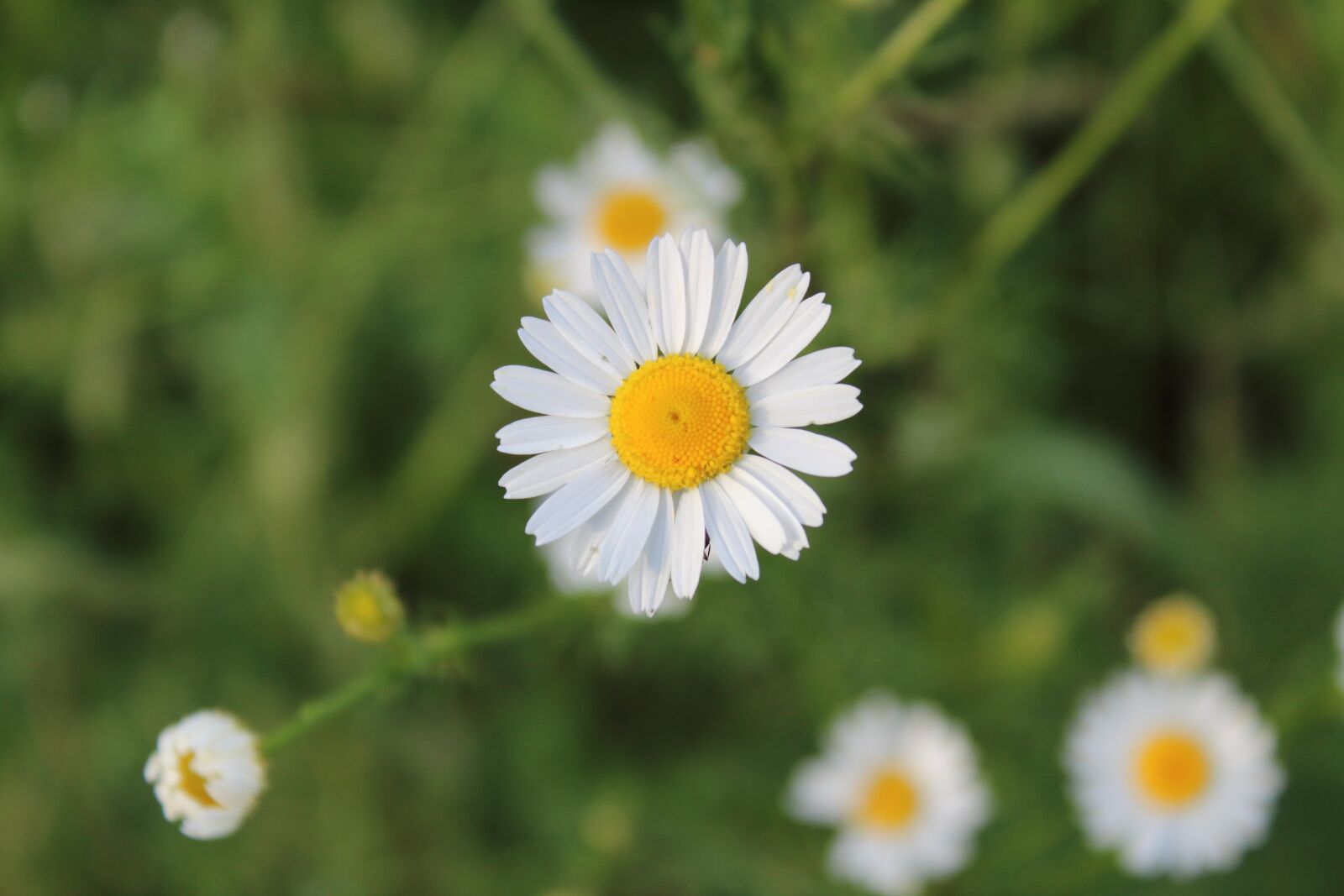 Canon EOS 1300D (EOS Rebel T6 / EOS Kiss X80) sample photo. Chamomile, village, macro photography
