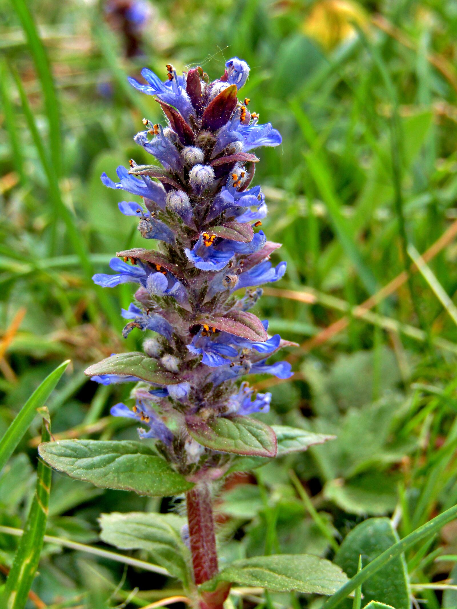 Canon POWERSHOT SX432 IS sample photo. Ajuga g nsel, ajuga photography