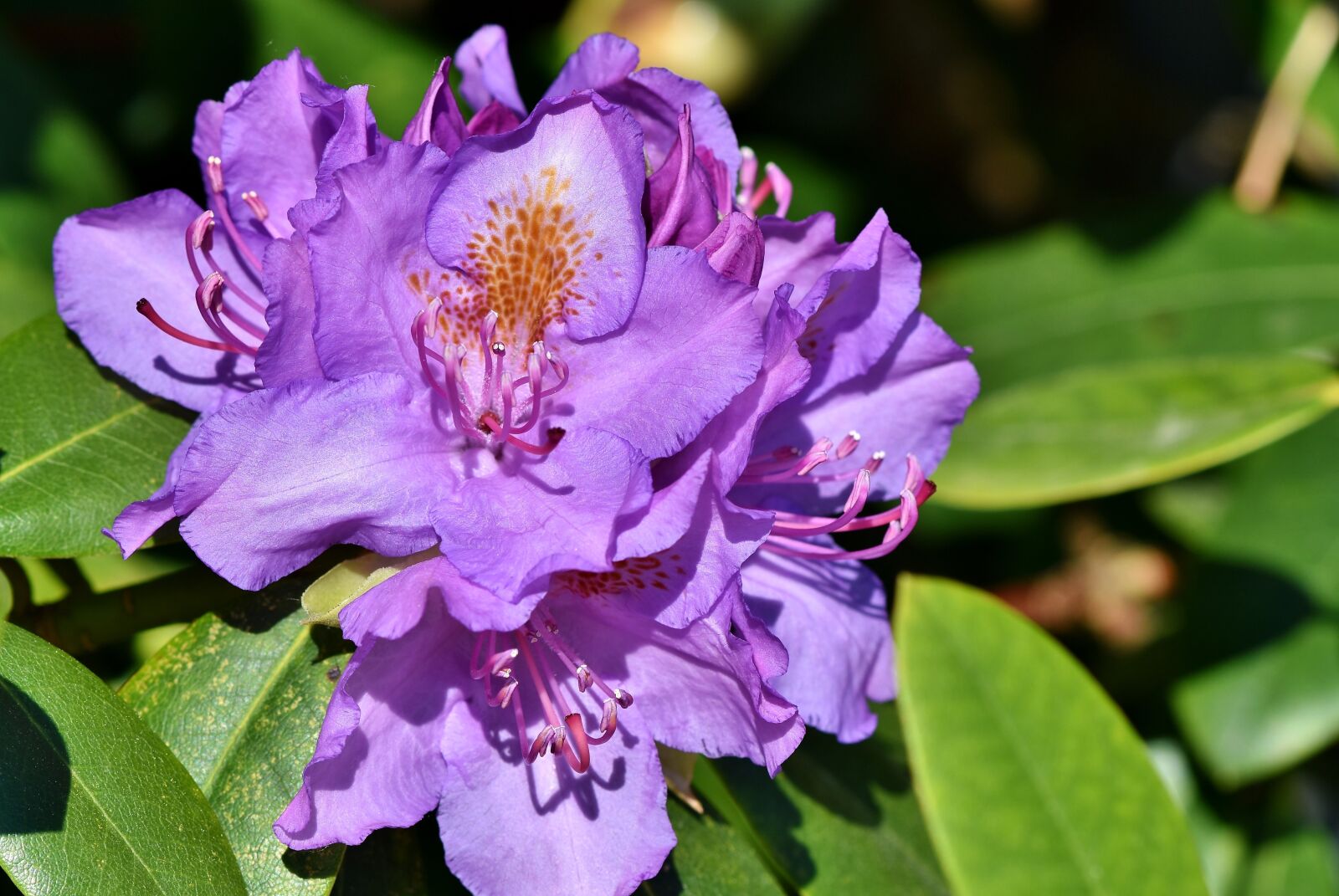 Nikon D7200 sample photo. Rhododendron, rhododendron buds, rhododedron photography