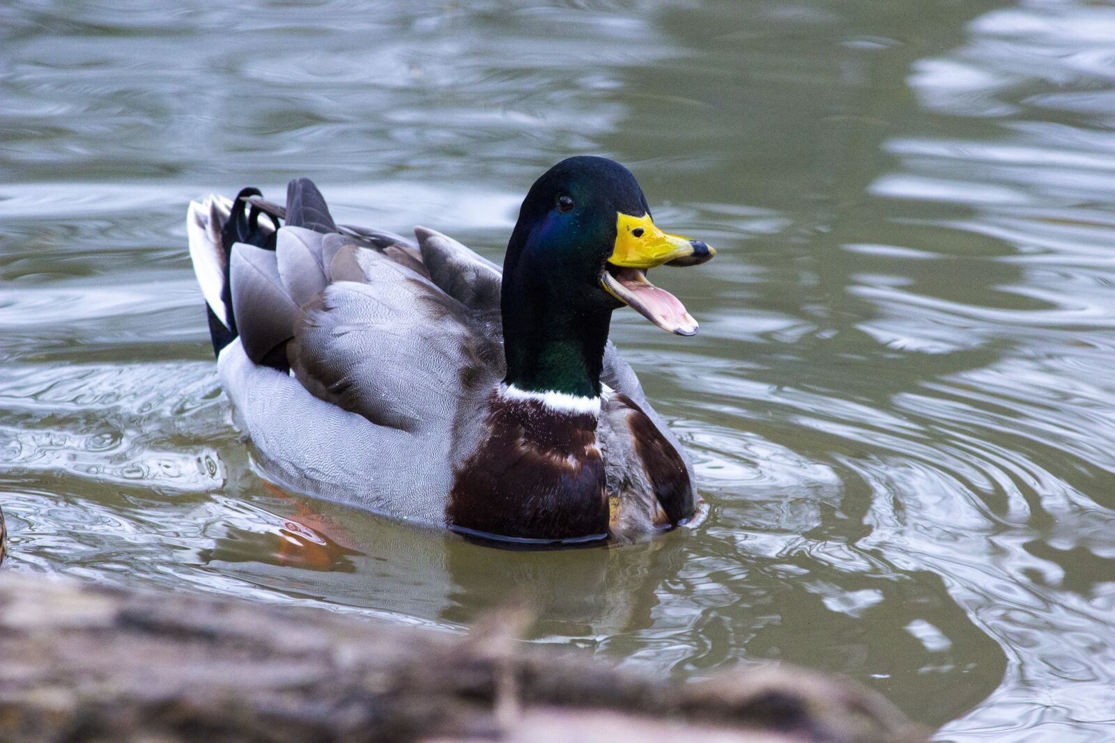 Canon EOS 600D (Rebel EOS T3i / EOS Kiss X5) sample photo. Duck, animal, nature photography
