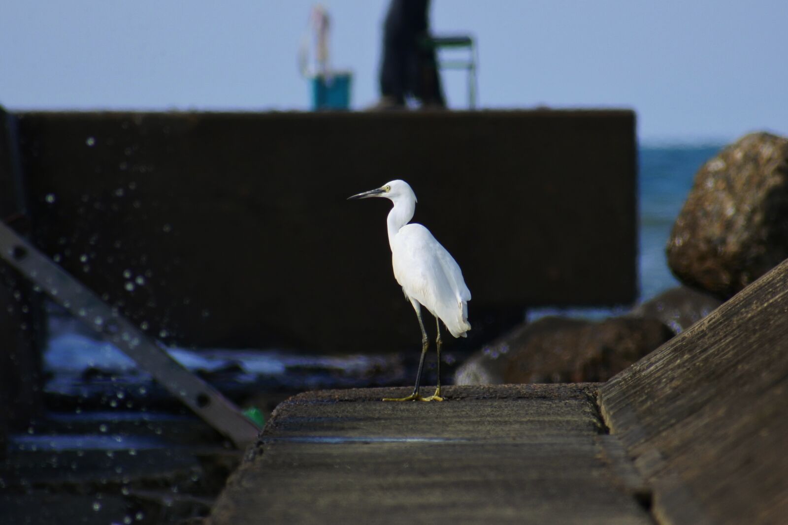 VR 70-300mm f/4.5-6.3G sample photo. Animal, sea, river photography
