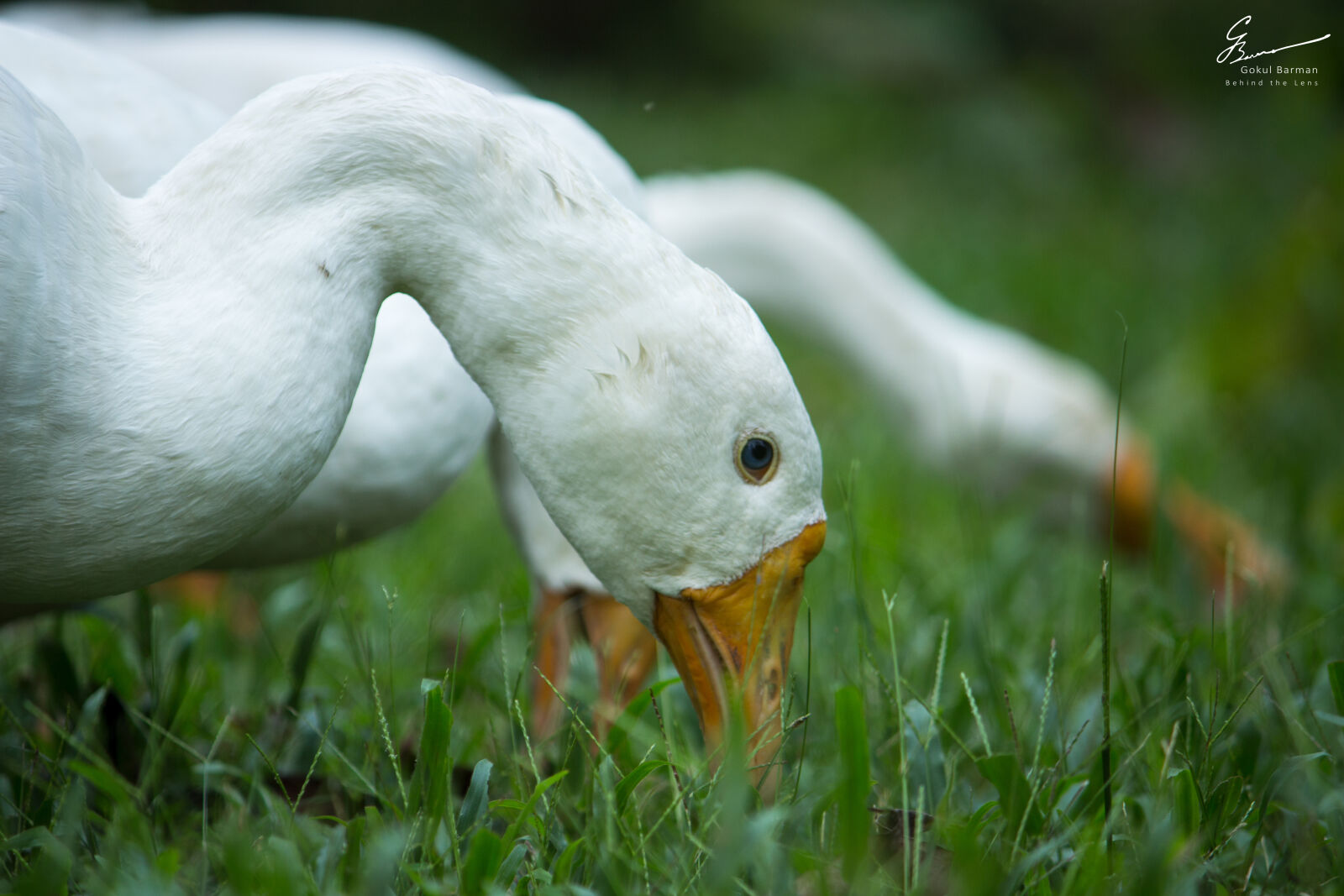 Canon EOS 700D (EOS Rebel T5i / EOS Kiss X7i) sample photo. Bird, blue, eyes, duck photography