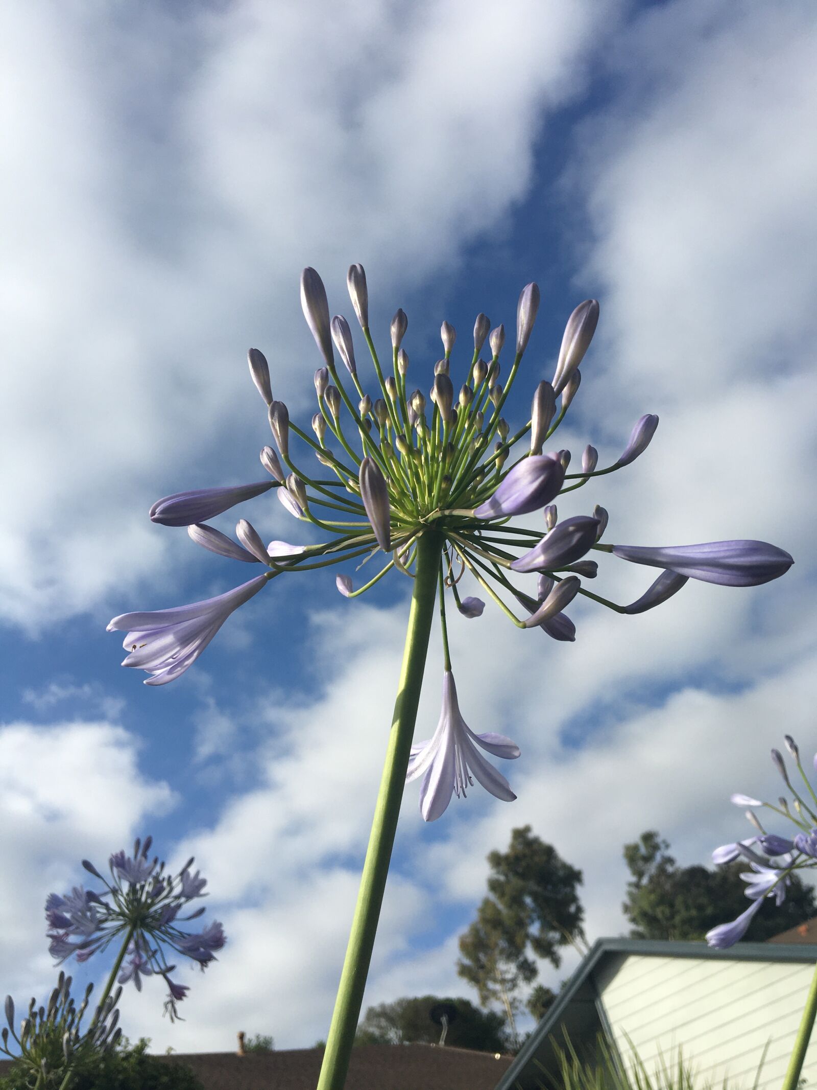 Apple iPhone 6s sample photo. Flower, nature, summer photography