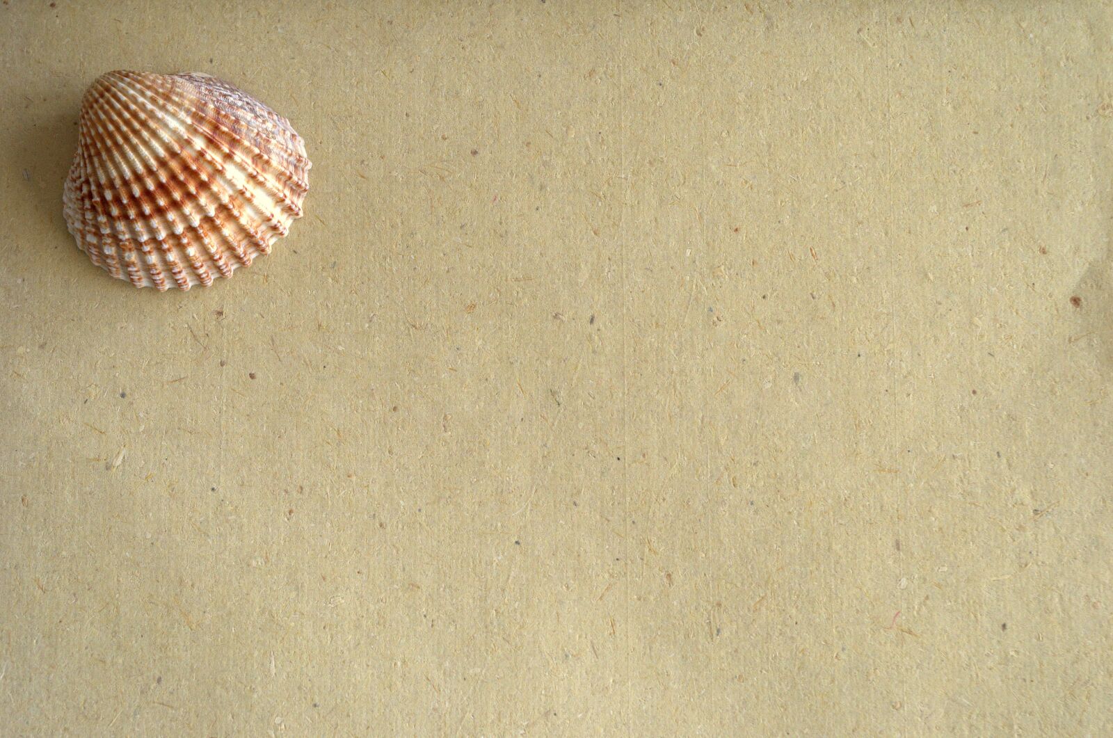 Pentax K-30 sample photo. Shell, paper, message photography