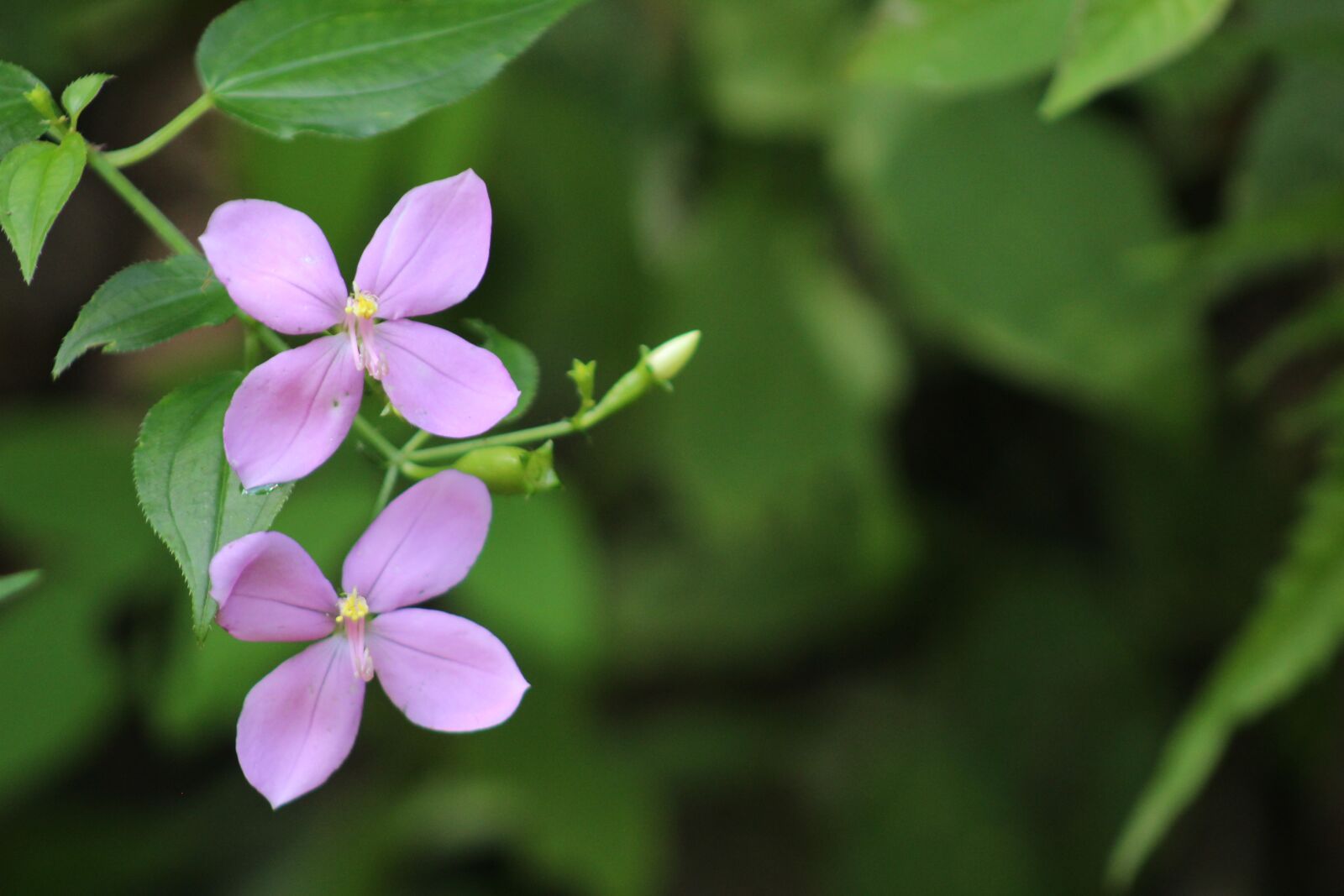 Canon EOS 1300D (EOS Rebel T6 / EOS Kiss X80) sample photo. Flower, purple, garden photography