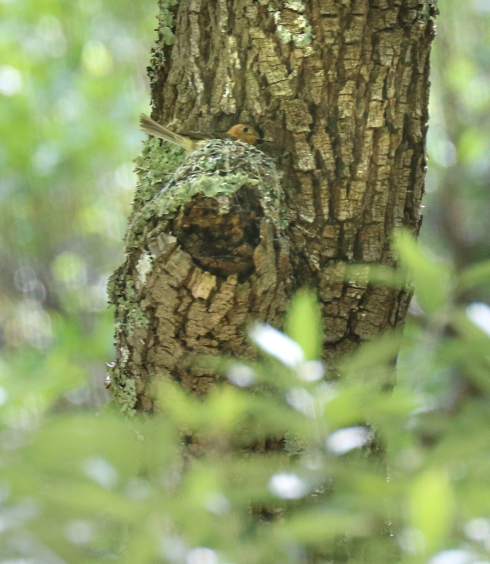 Canon EOS 750D (EOS Rebel T6i / EOS Kiss X8i) sample photo