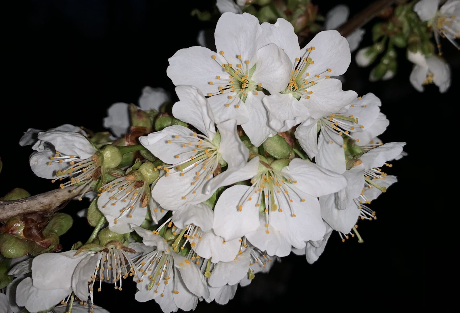 iPhone XS Max back dual camera 4.25mm f/1.8 sample photo. Cherry blossom, night, spring photography