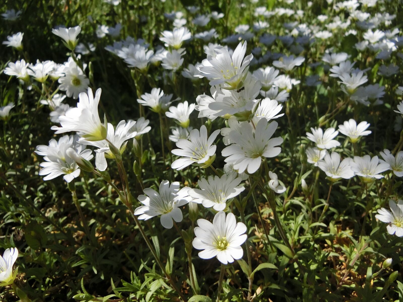 CASIO EX-ZR750 sample photo. Flowers, bloom, spring photography