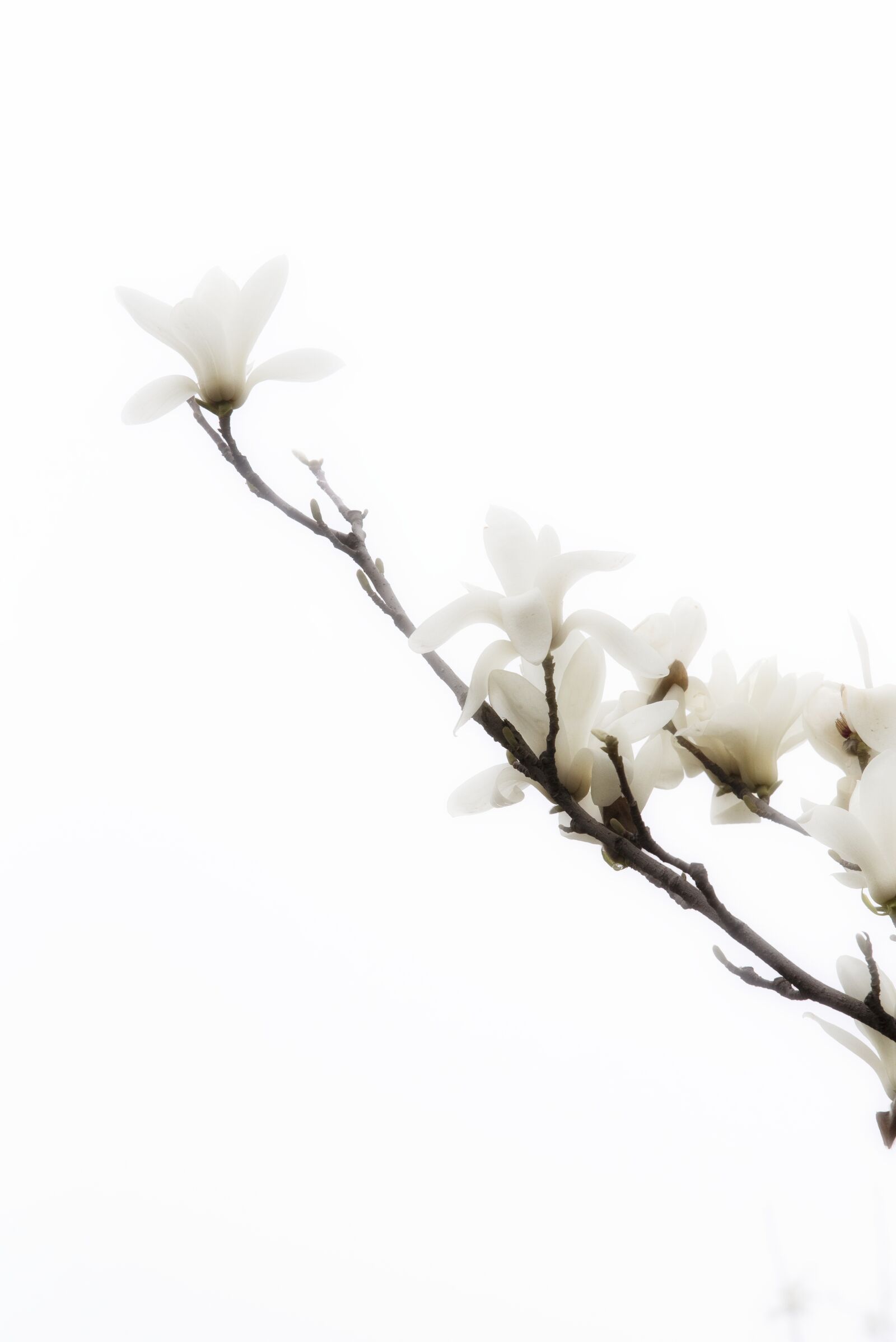 Nikon D750 sample photo. Flower, spring, white photography