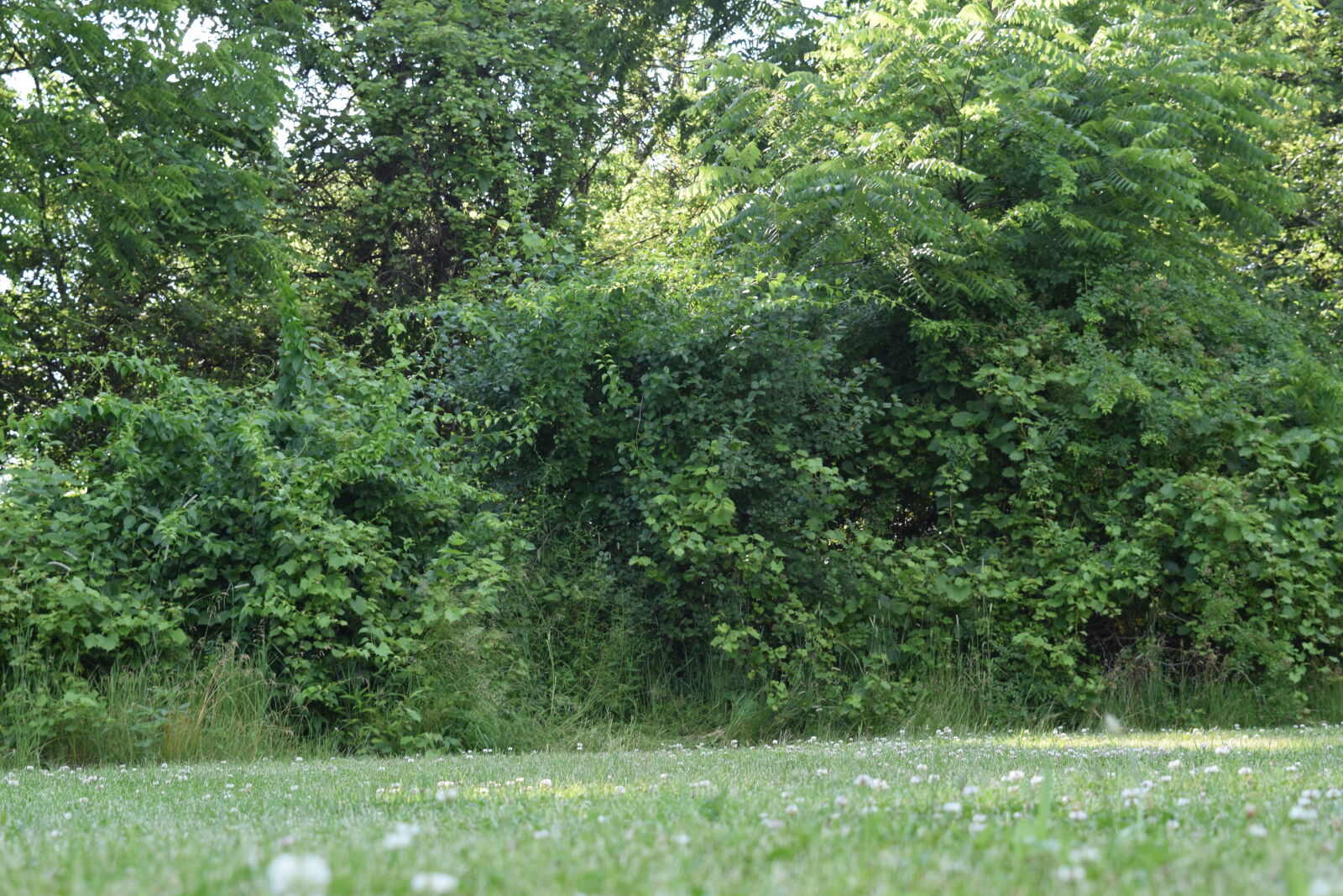 Nikon D3300 sample photo