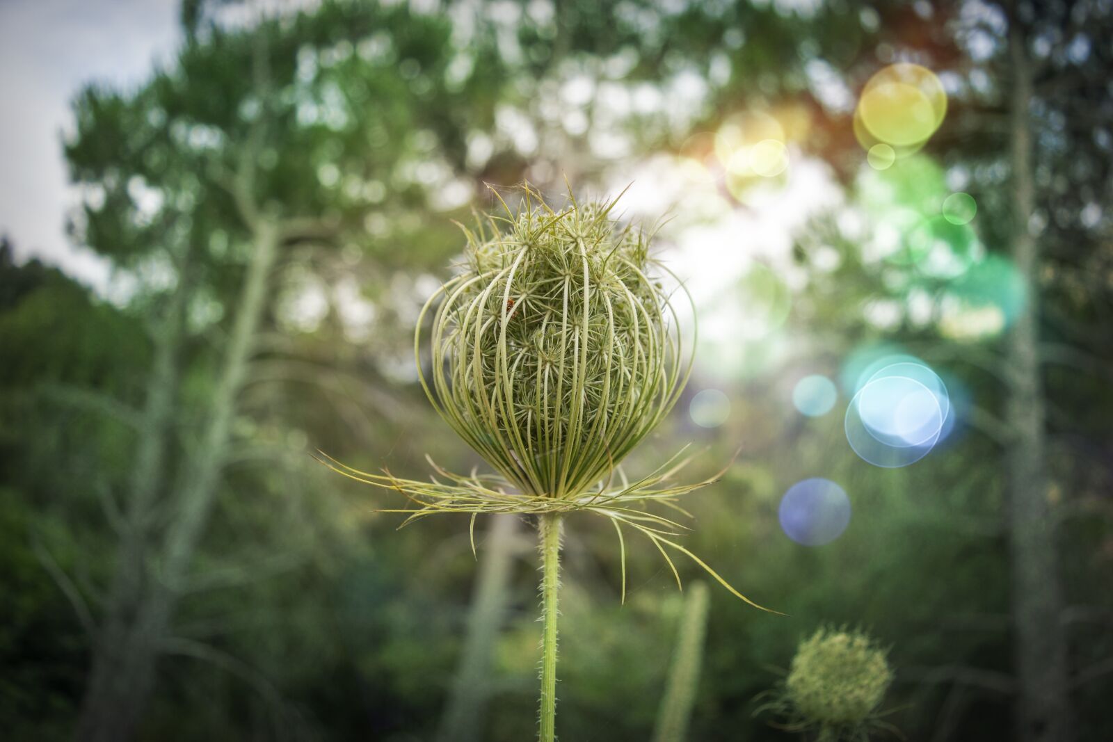 Nikon D3300 sample photo. Plant, green, flower photography