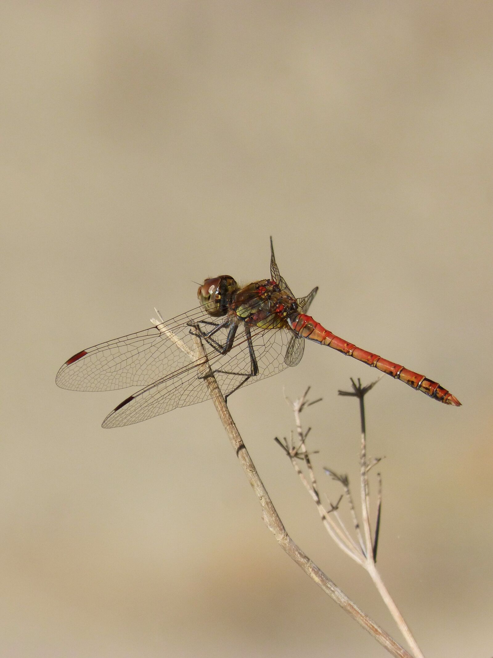 Panasonic DMC-FZ62 sample photo. Dragonfly, branch, red dragonfly photography