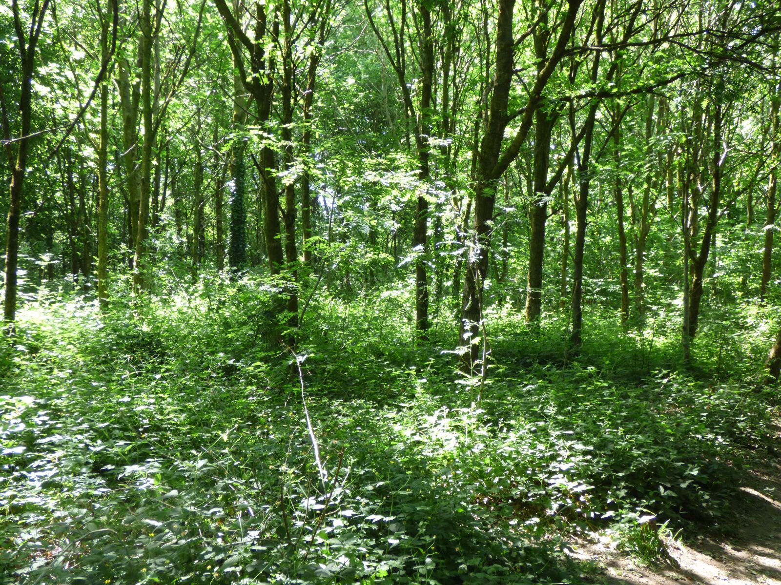 Panasonic DMC-FZ72 sample photo. Deep woods, thick forest photography