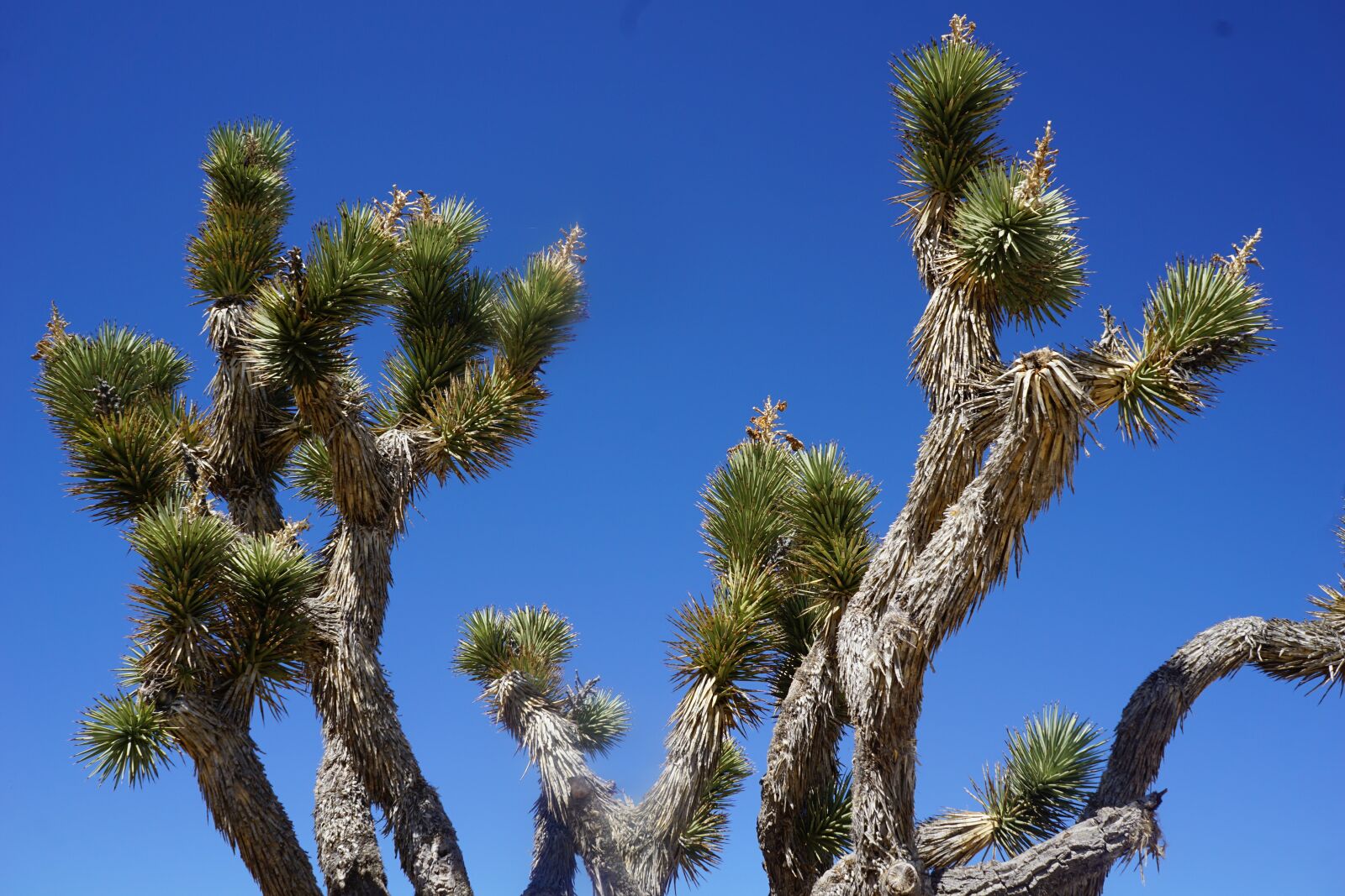 Sony a6000 + Sony E 18-55mm F3.5-5.6 OSS sample photo. Nevada, cactus, journey photography