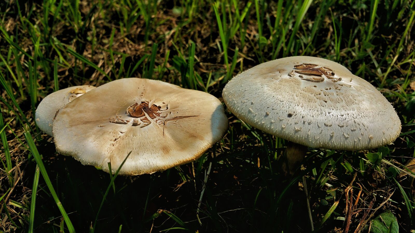 Samsung Galaxy Note4 sample photo. Mushroom, fungus, nature photography