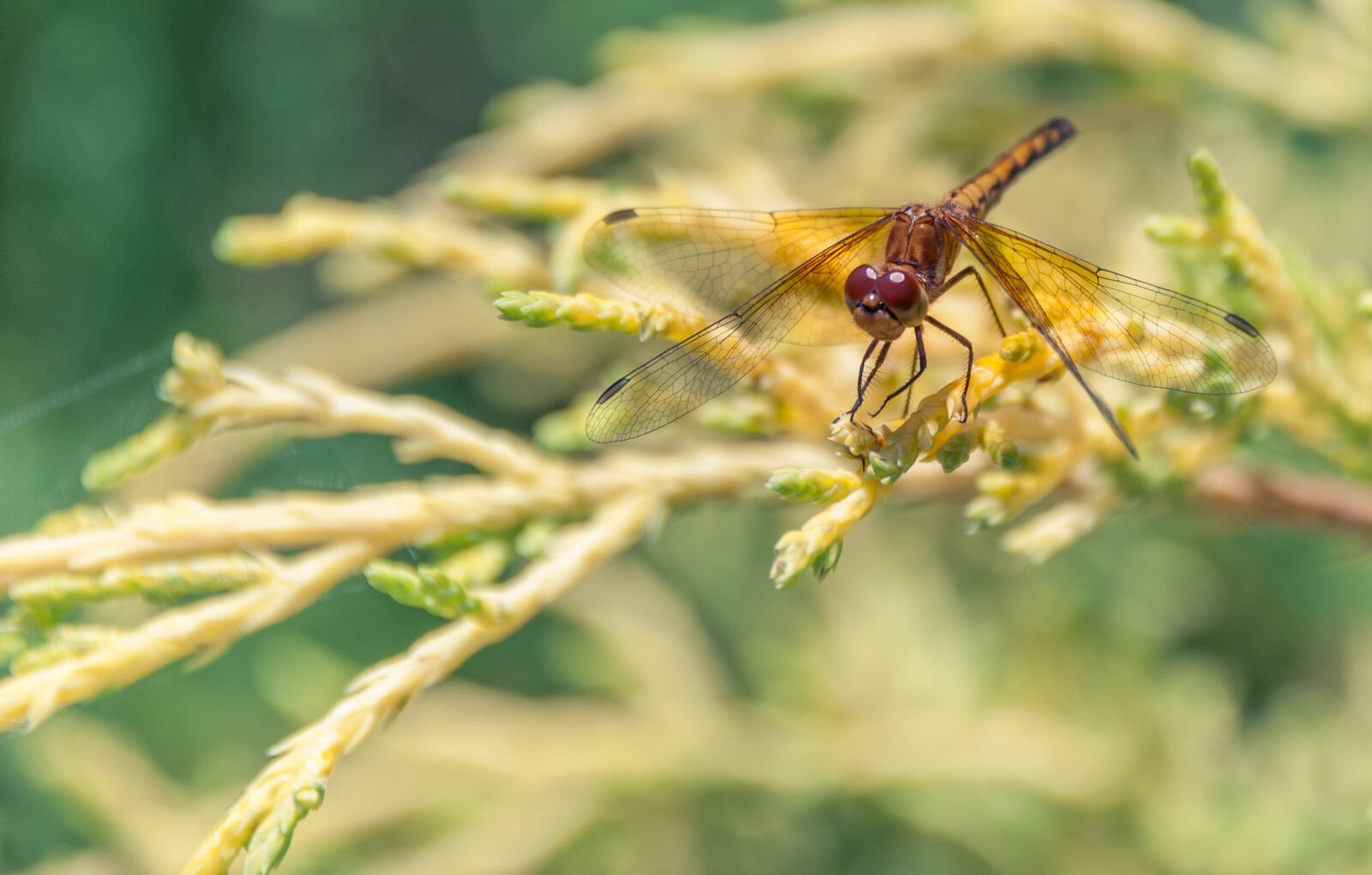 Nikon D80 sample photo. Nature, dragonfly, macro, photo photography