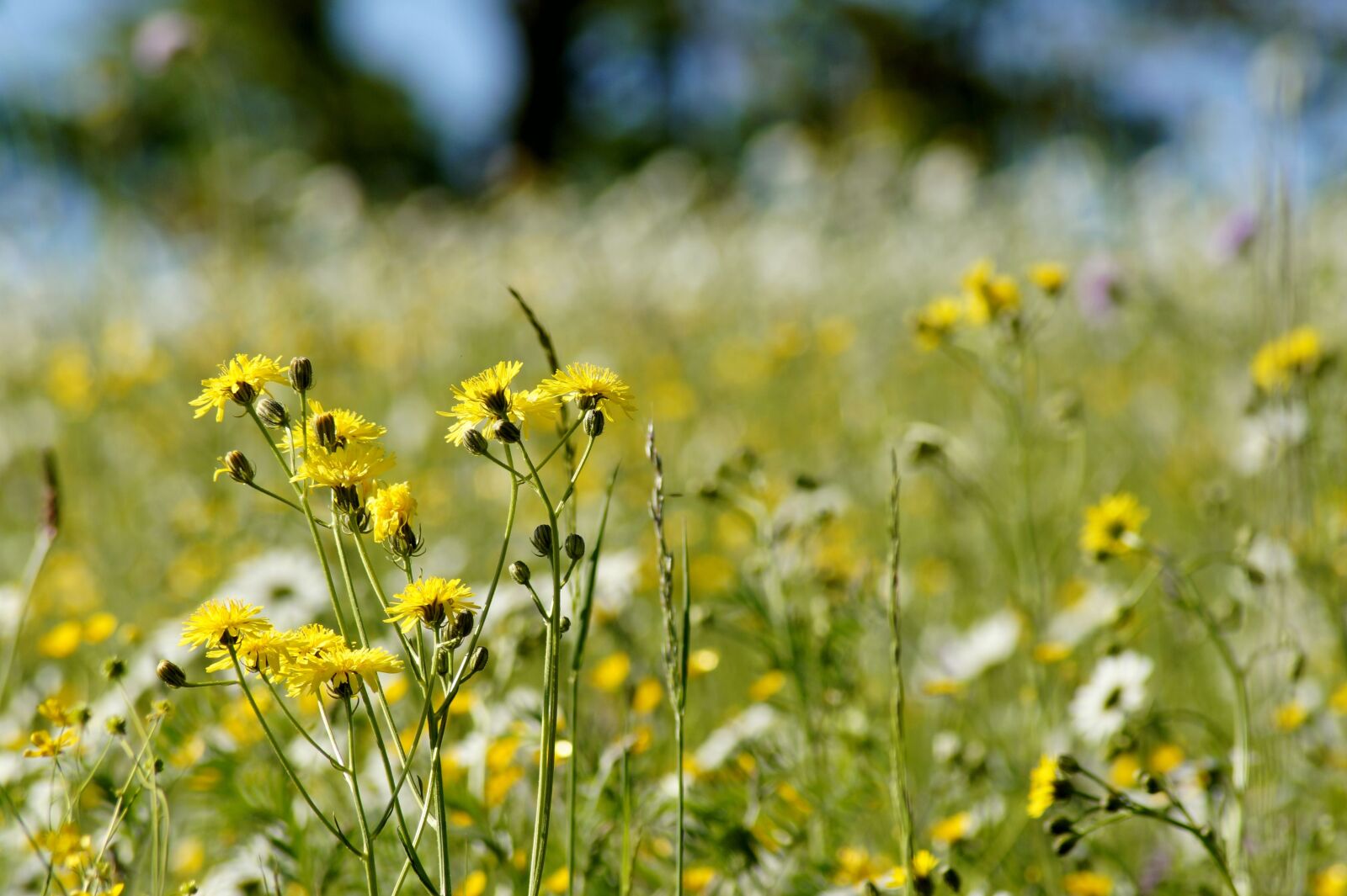 Sony SLT-A58 sample photo. Pointed flower, flower, yellow photography