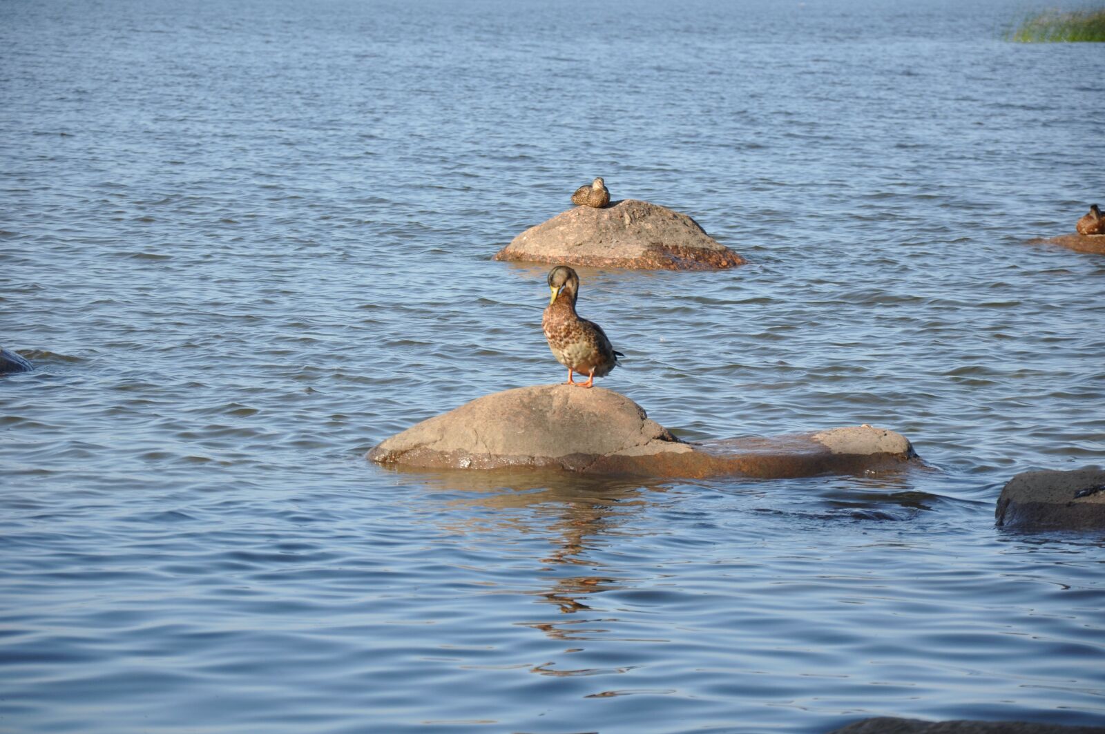 Nikon D90 sample photo. Duck, water, river photography