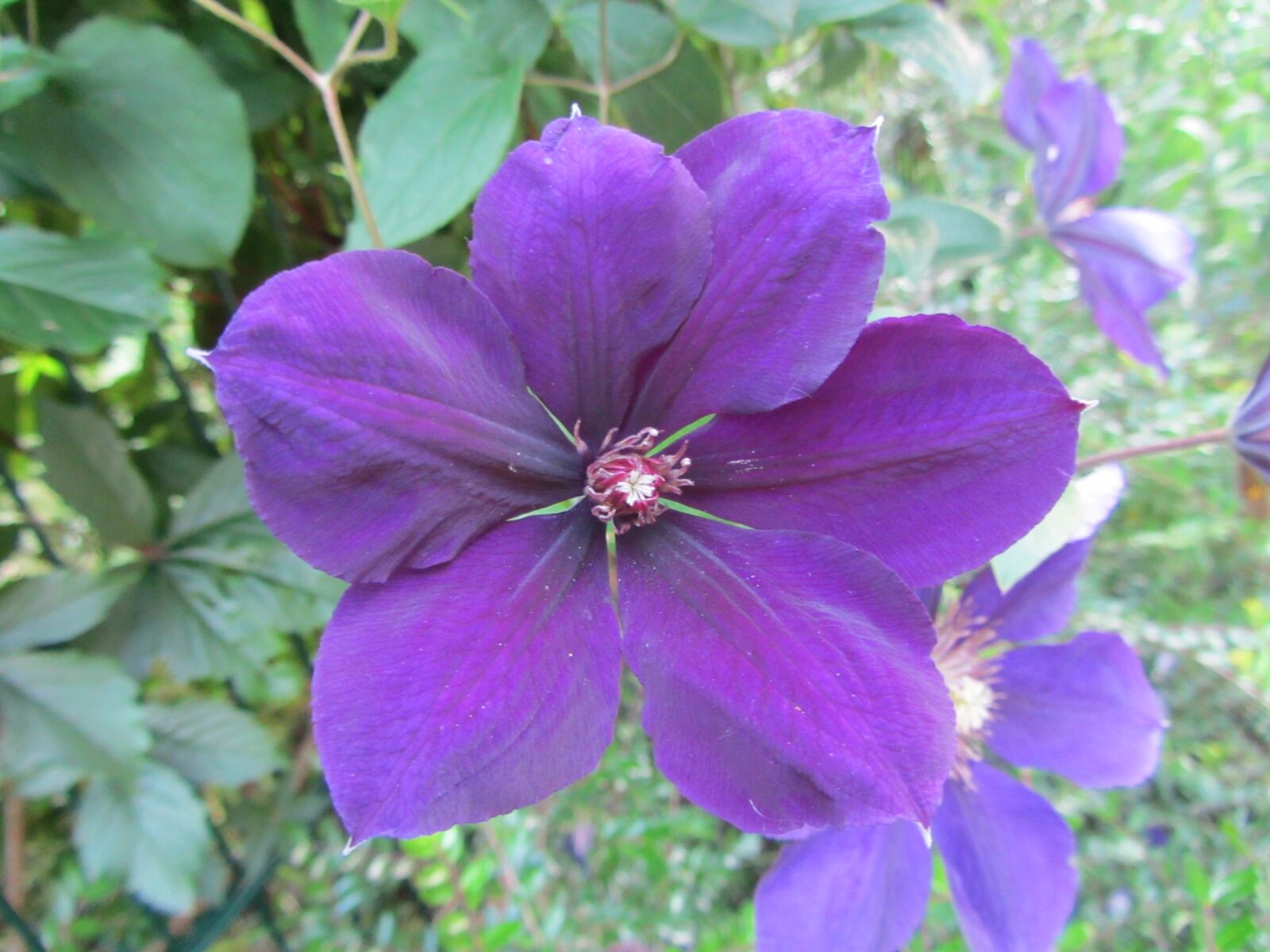 Canon PowerShot SX220 HS sample photo. Hibiscus, flower, nature photography