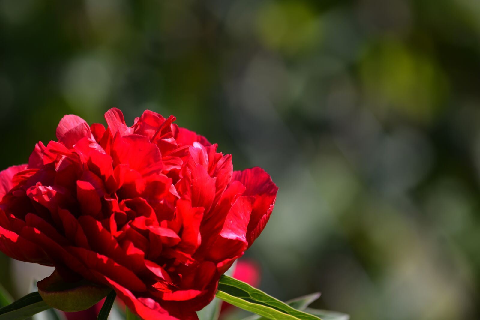 Nikon D5200 sample photo. Flowers, red, peony photography