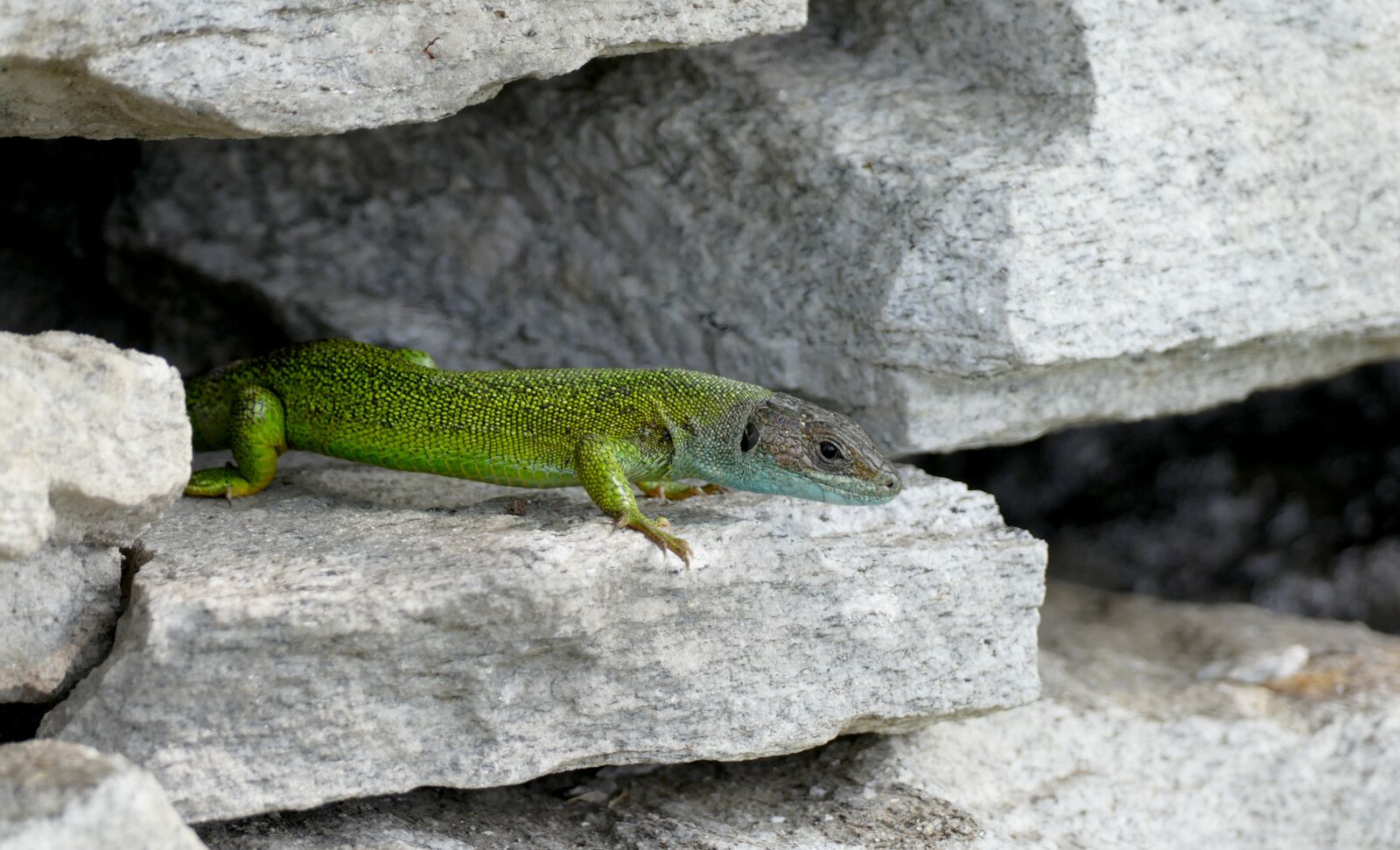 Panasonic Lumix DMC-FZ1000 sample photo. Emerald lizard, lacerta bilineata photography