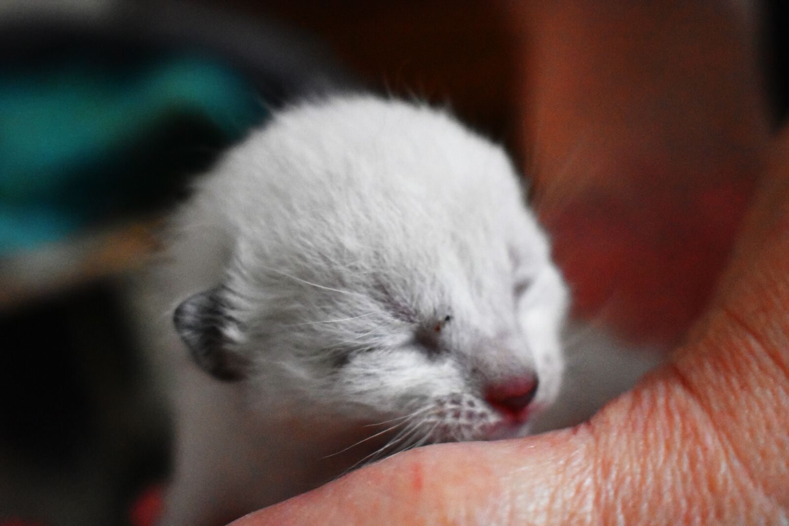 Nikon D3400 sample photo. Cat, kitten, cute photography