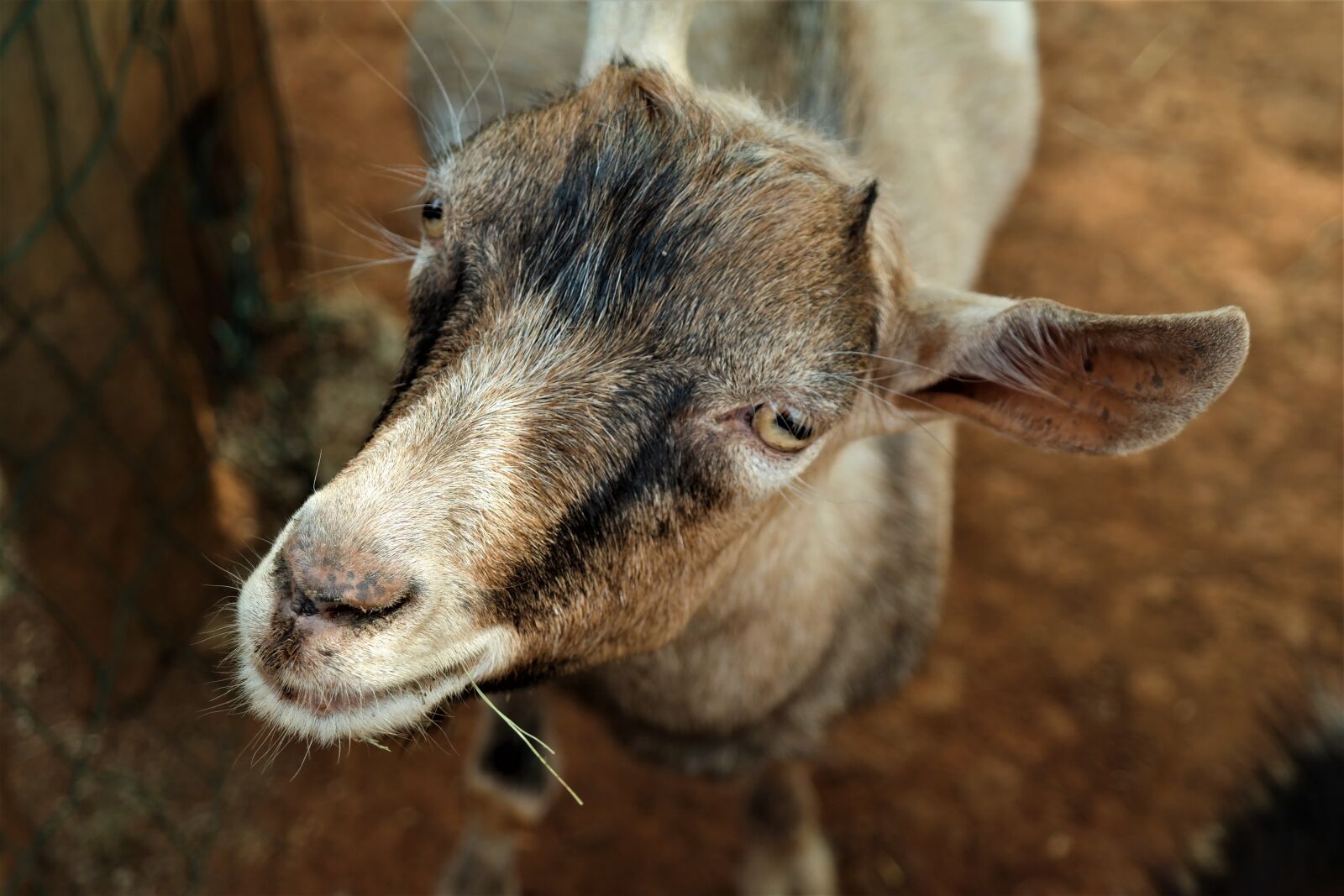 Samsung NX30 + NX 18-55mm F3.5-5.6 sample photo. Goat, portrait, livestock photography